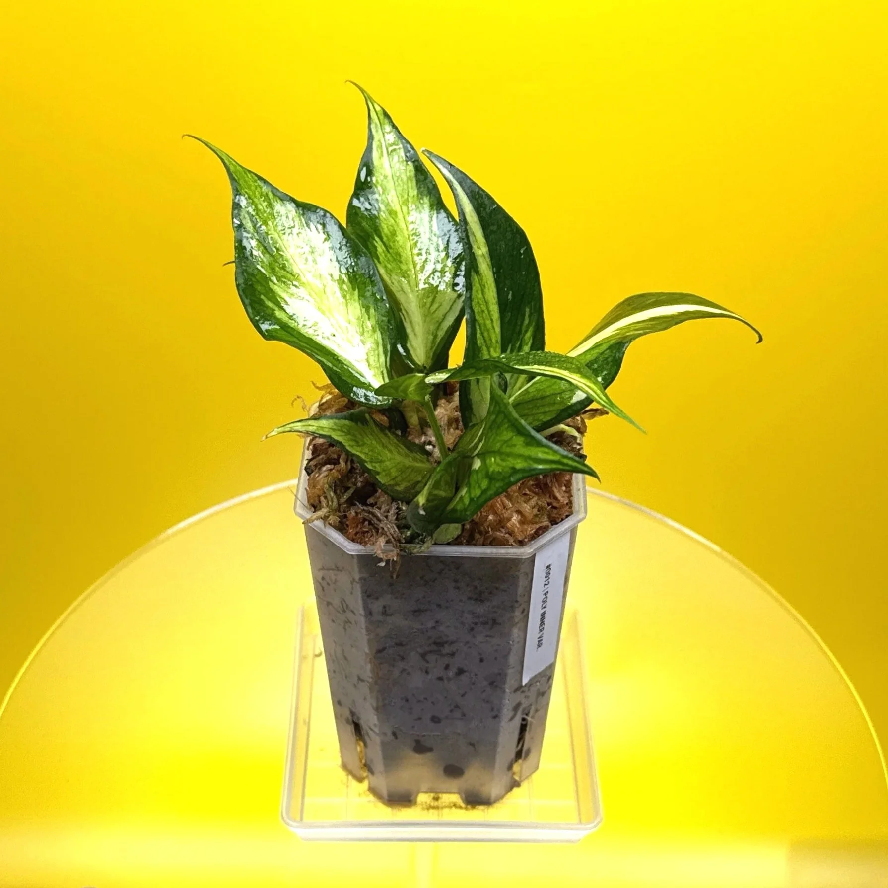 Hoya Polyneura Albomarginata Inner Variegated multi-planted in Small Square Clear Pot for sale | Shop Rare Variegated Hoya Houseplants in Sydney, Australia | Melty Plants E-Store, Online