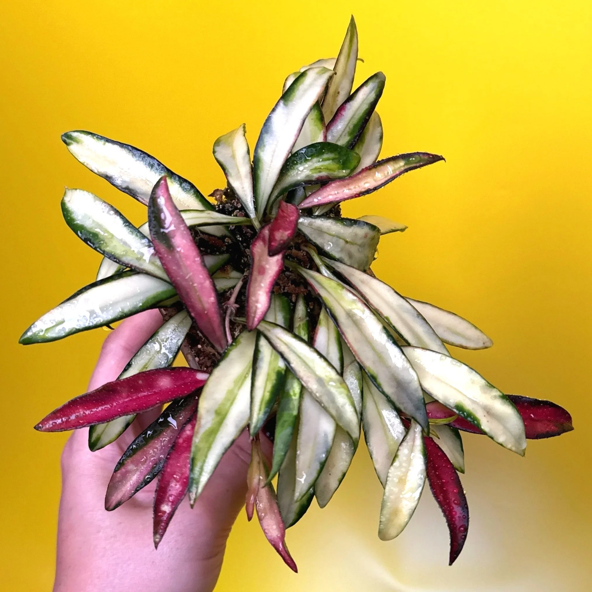 HOYA Wayetii Variegata