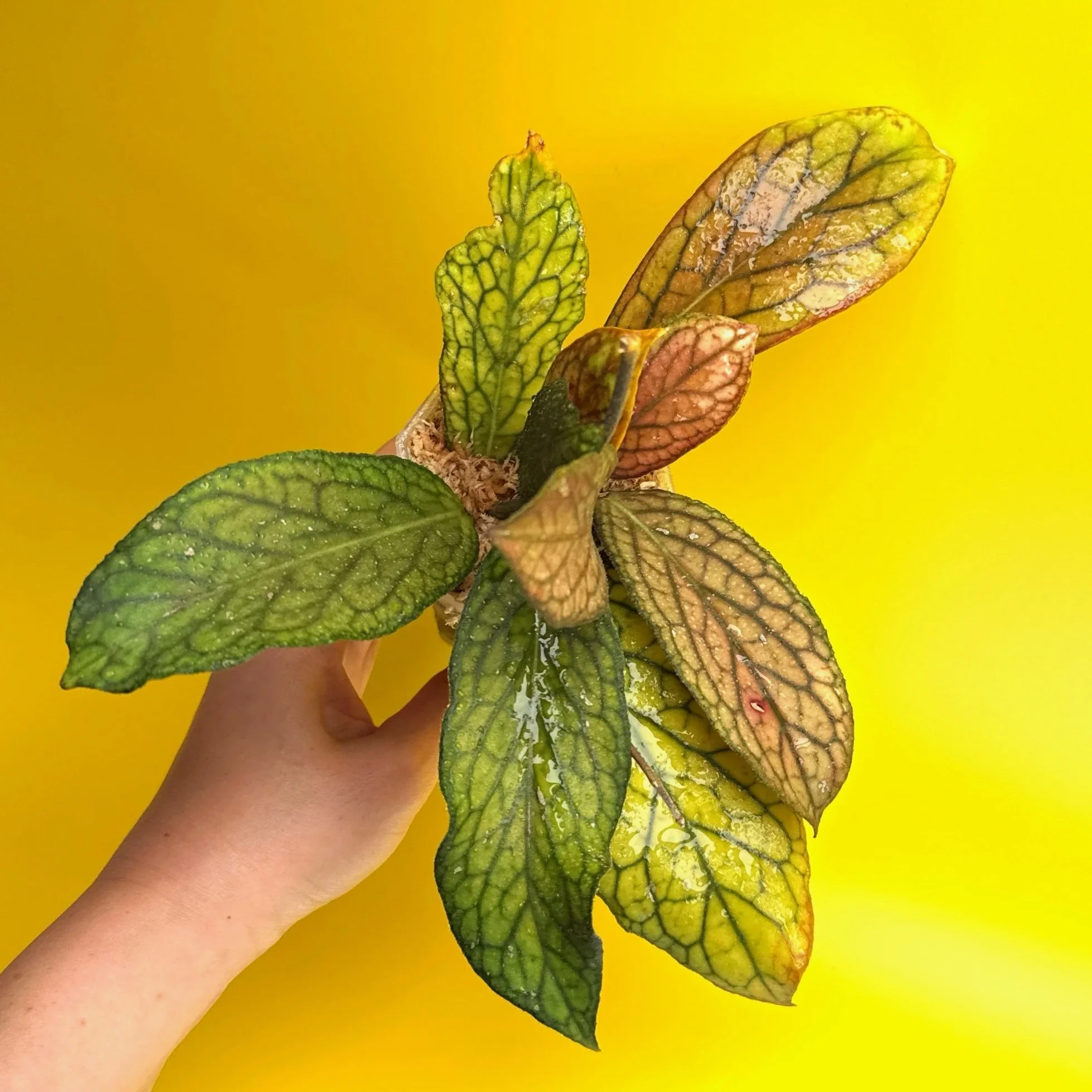 HOYA Tanggamus | Rare Collector Plant Specialists | Melty Plants Australia