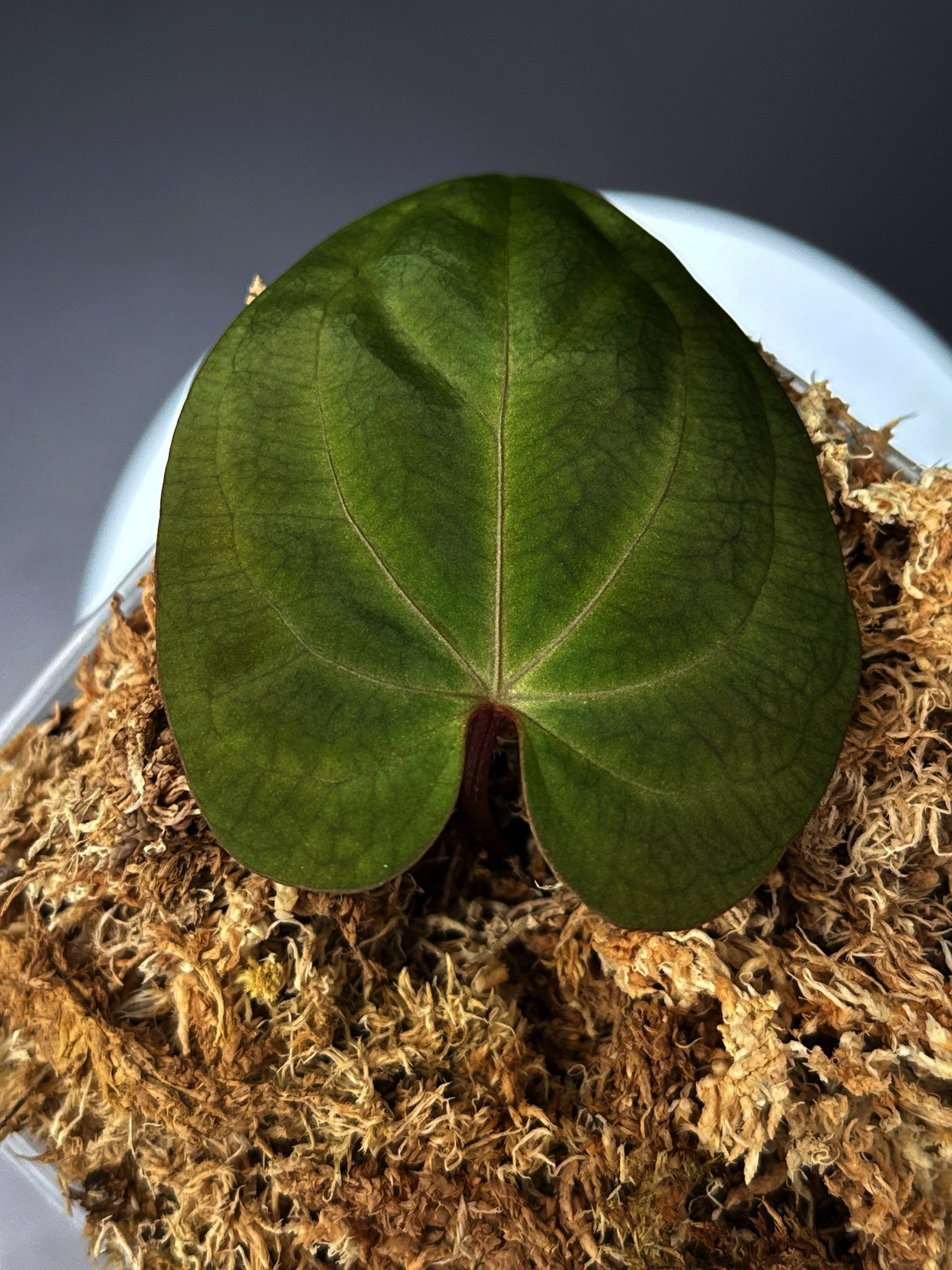 Anthurium Besseae Aff. x Red Vein Dark Phoenix in a Large Clear Square Pot for Sale | Shop Rare Australian Anthurium Plants in Sydney, Australia| Melty Plants E-Store, Online