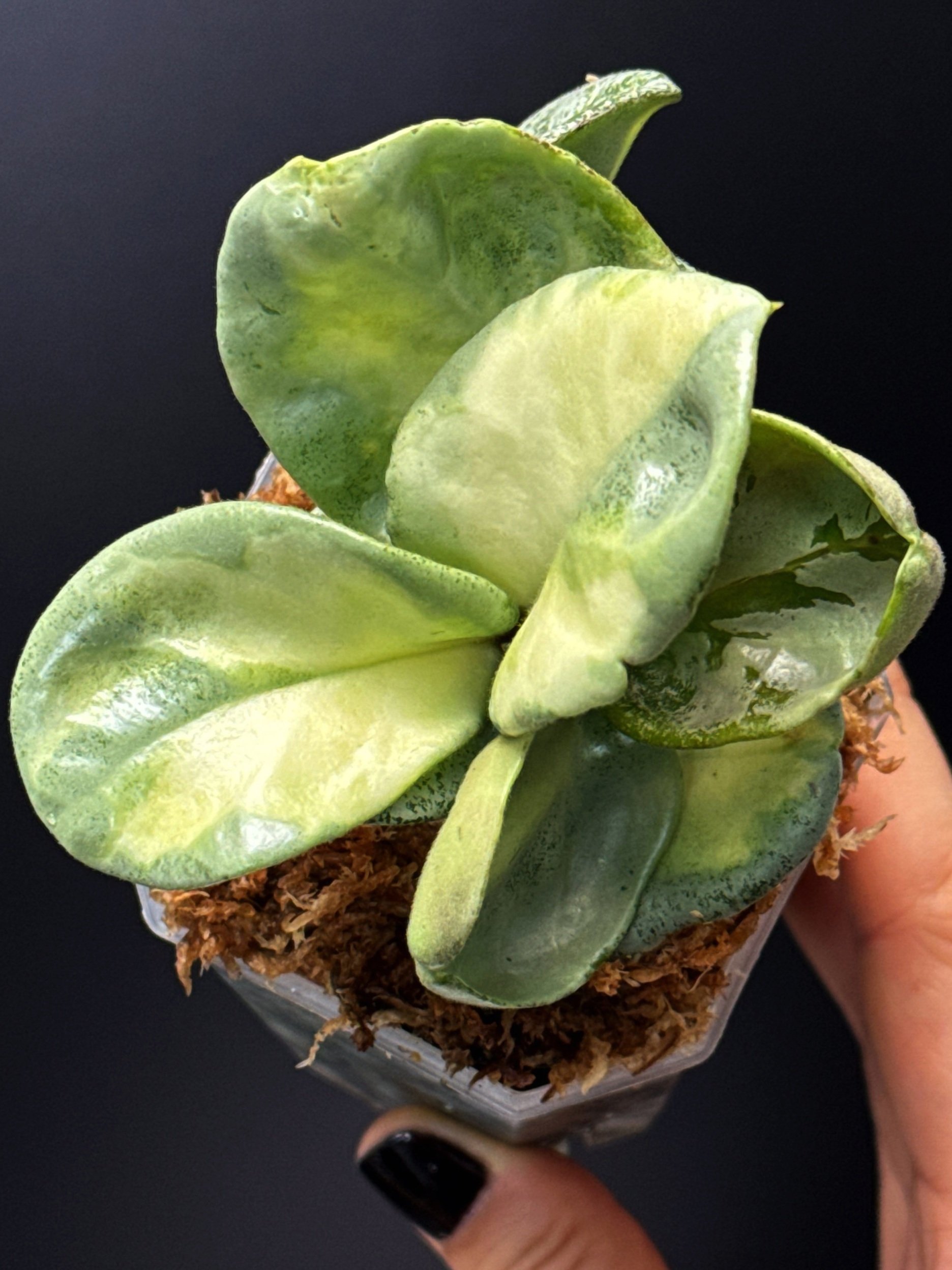 Hoya Carnosa Argentea Princess in small square clear pot | Shop Rare Hoya Houseplants in Sydney, Australia | Melty Plants E-Store, Online