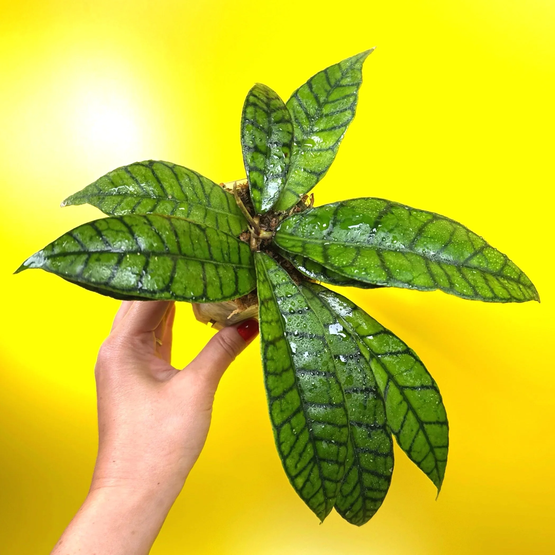 Hoya Callistophylla sp. Kalimantan 'Short Leaf' Plant