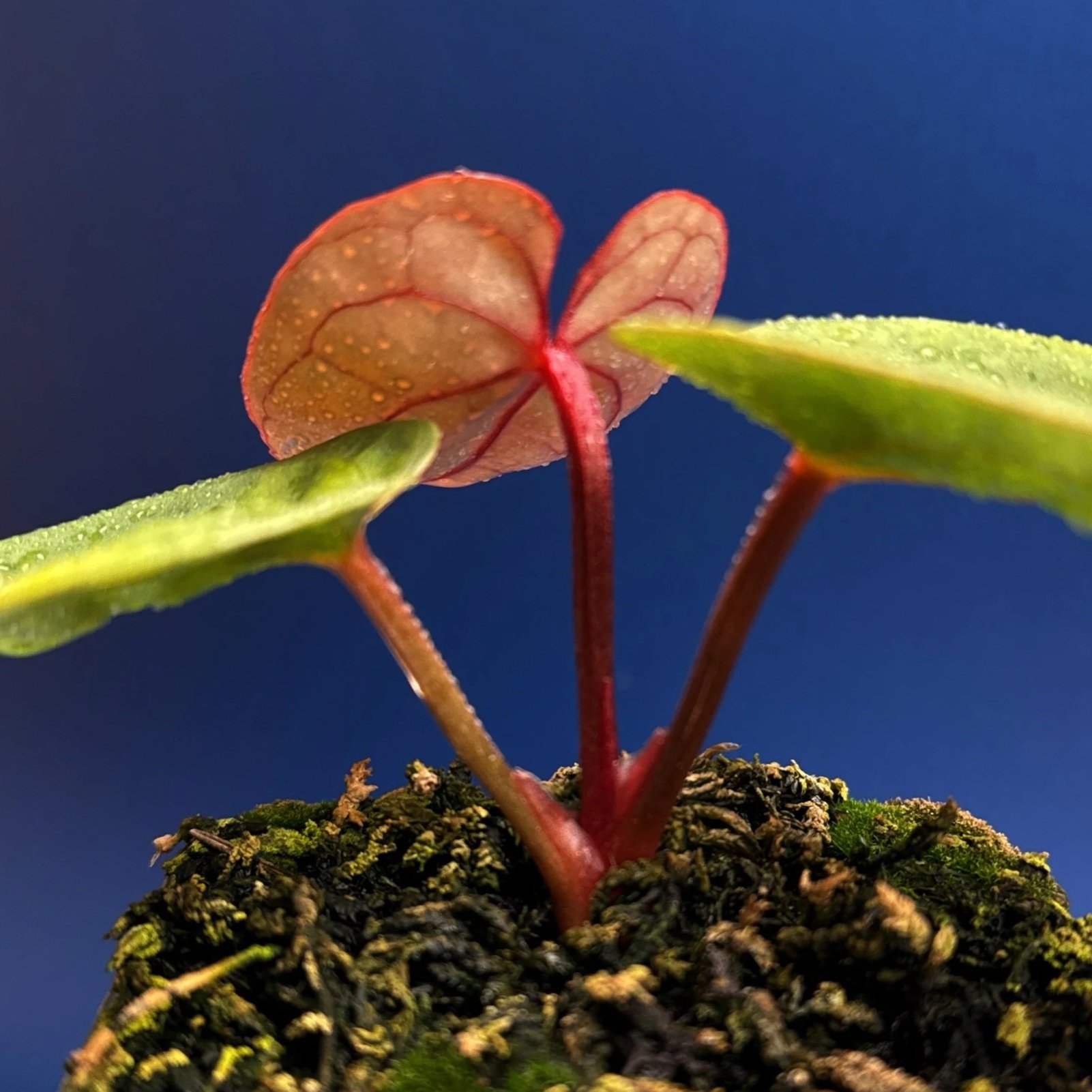 ANTHURIUM Reverse 'Bubble Butt' (Luxurians x Bloodmoon)