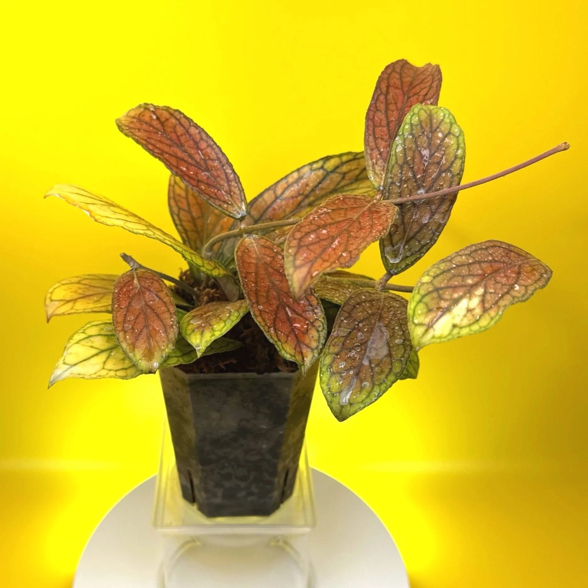 Hoya Tanggamus | Shop Rare Large Leaf Hoya Plants in Sydney, Australia | Melty Plants E-Store, Online