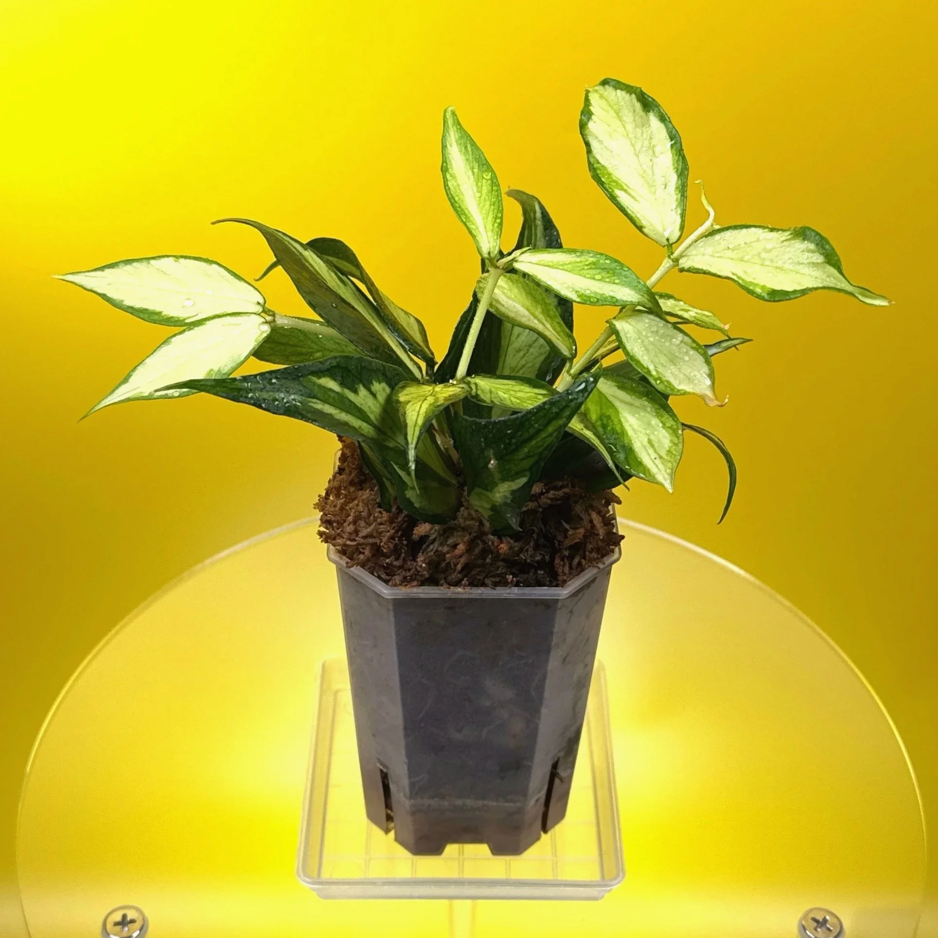 Hoya Polyneura Albomarginata Inner Variegated multi-planted in Small Square Clear Pot for sale | Shop Rare Variegated Hoya Houseplants in Sydney, Australia | Melty Plants E-Store, Online