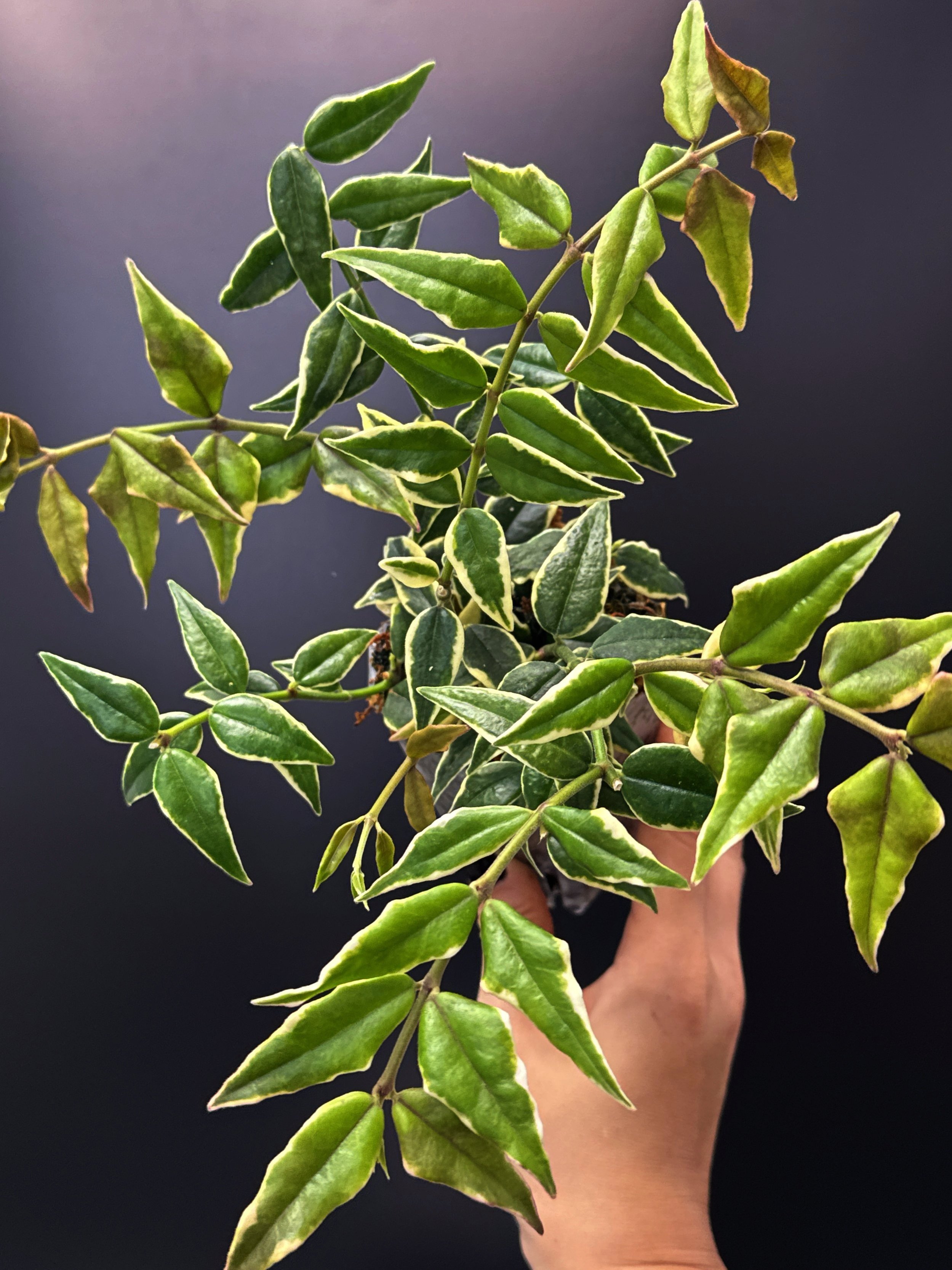 Hoya Bella Albomarginata in a Small Square, Clear Pot for sale | Shop Rare Hoya Houseplants in Sydney, Australia | Melty Plants E-Store Online