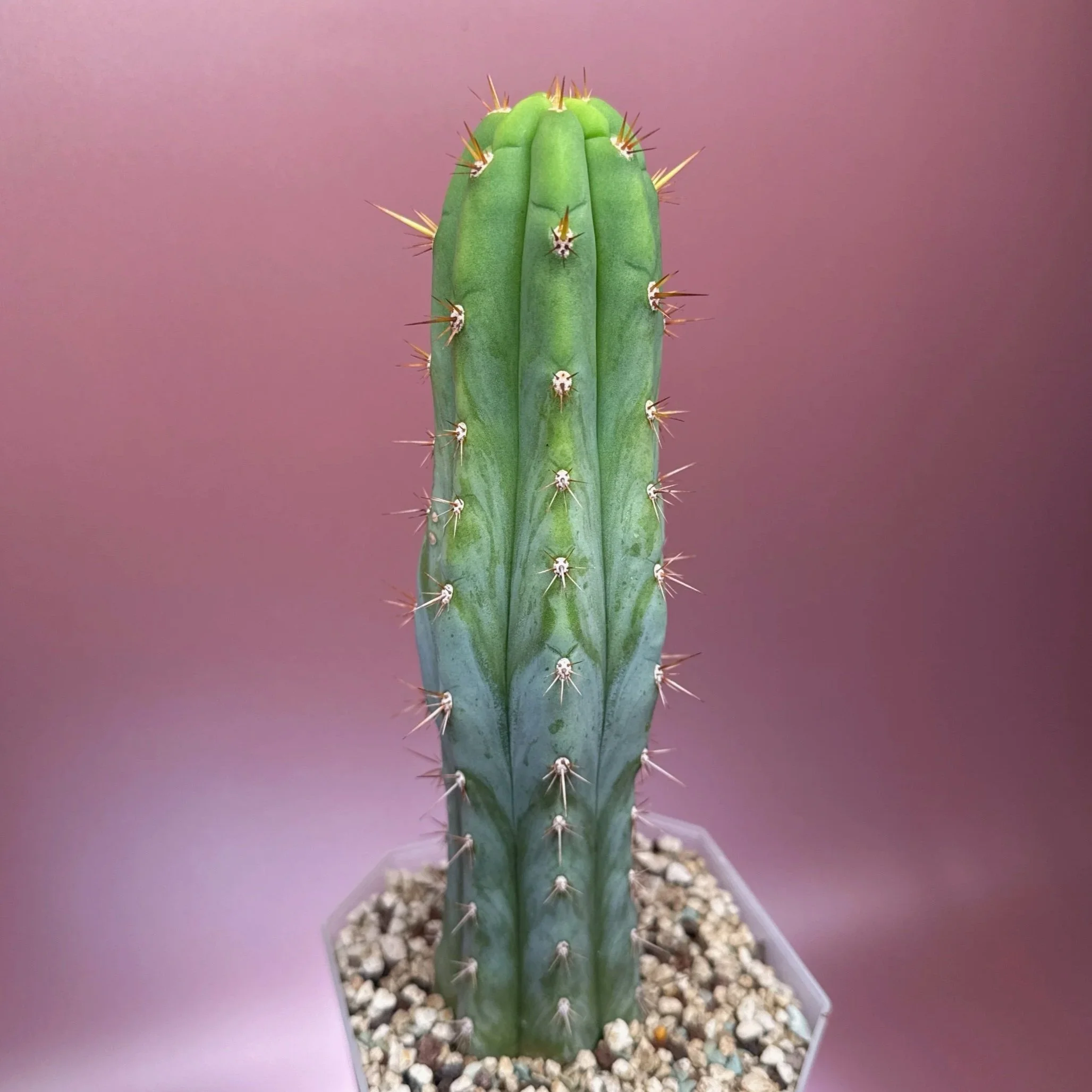 CACTUS Trichocereus Peruvianus 'Len x Sharxx Blue' - Frosty
