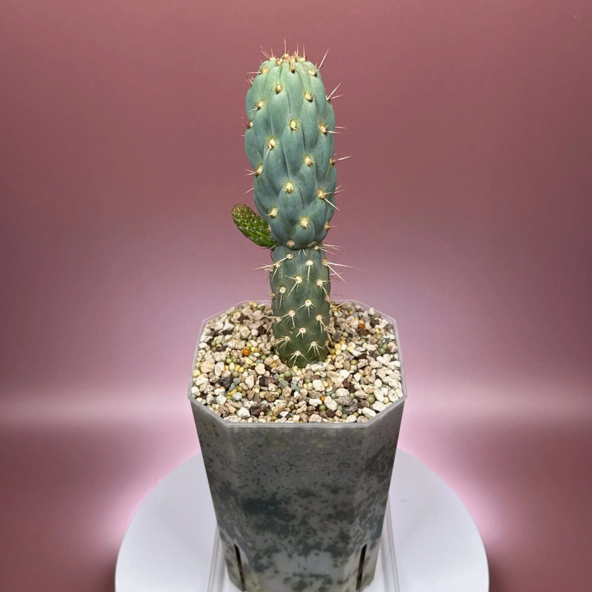 Cactus Miqueliopuntia Miquelii | Shop Rare Blue Cacti in Sydney, Australia | Melty Plants E-Store, Online