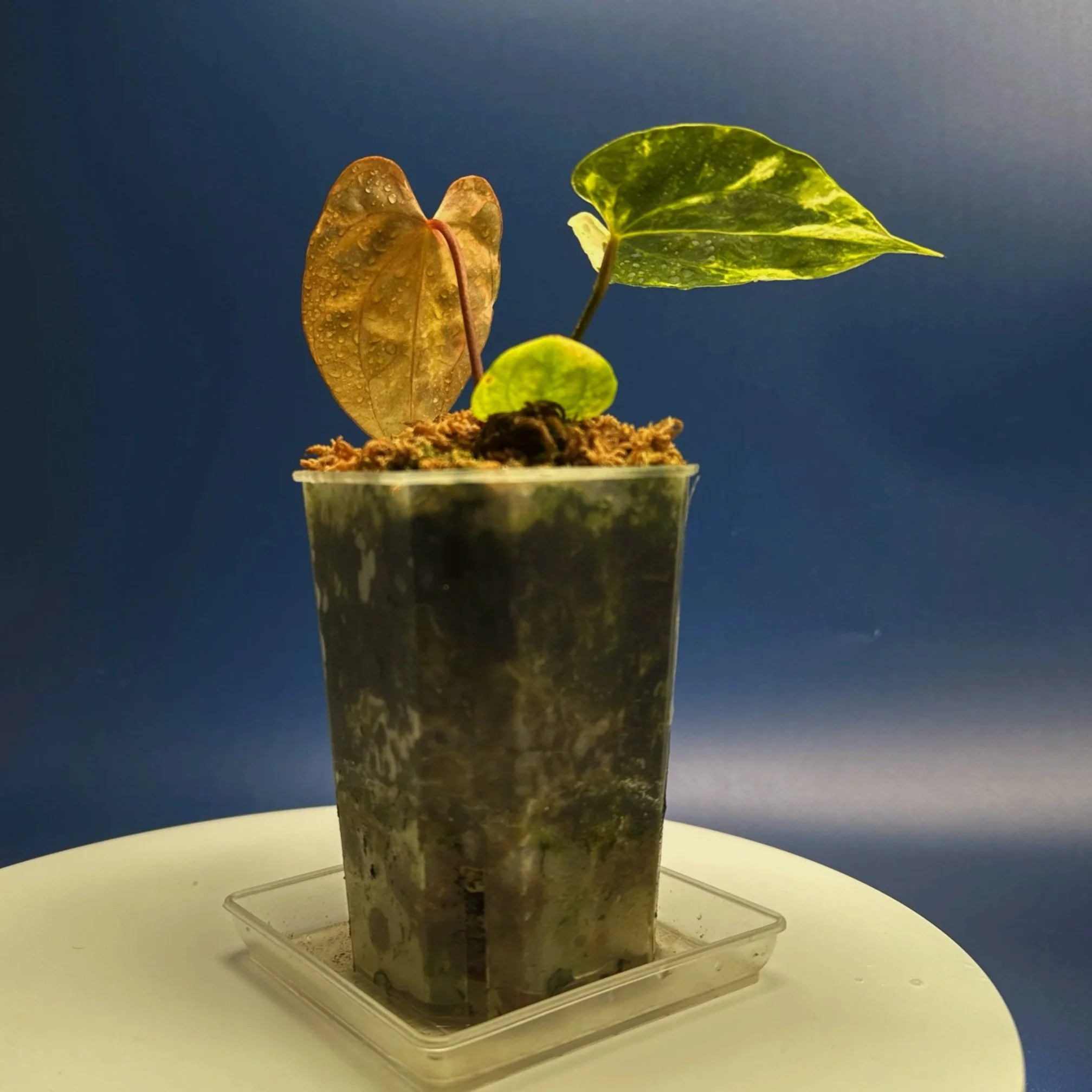 Anthurium Variegated Magnificum x Red Vein Dark Phoenix – Variegated 'PHOENIX R' | Shop Ultra Rare Variegated Anthuriums online from Sydney, Australia | Melty Plants E-Store, Online