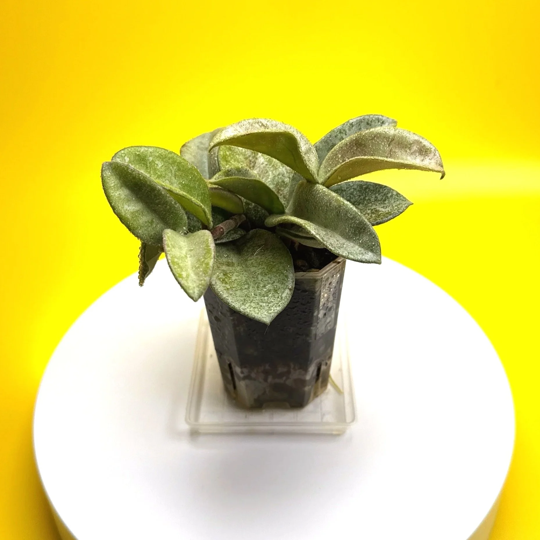 Hoya Carnosa Grey Ghost | Shop Rare Silver Hoya Houseplants | Melty Plants Australia