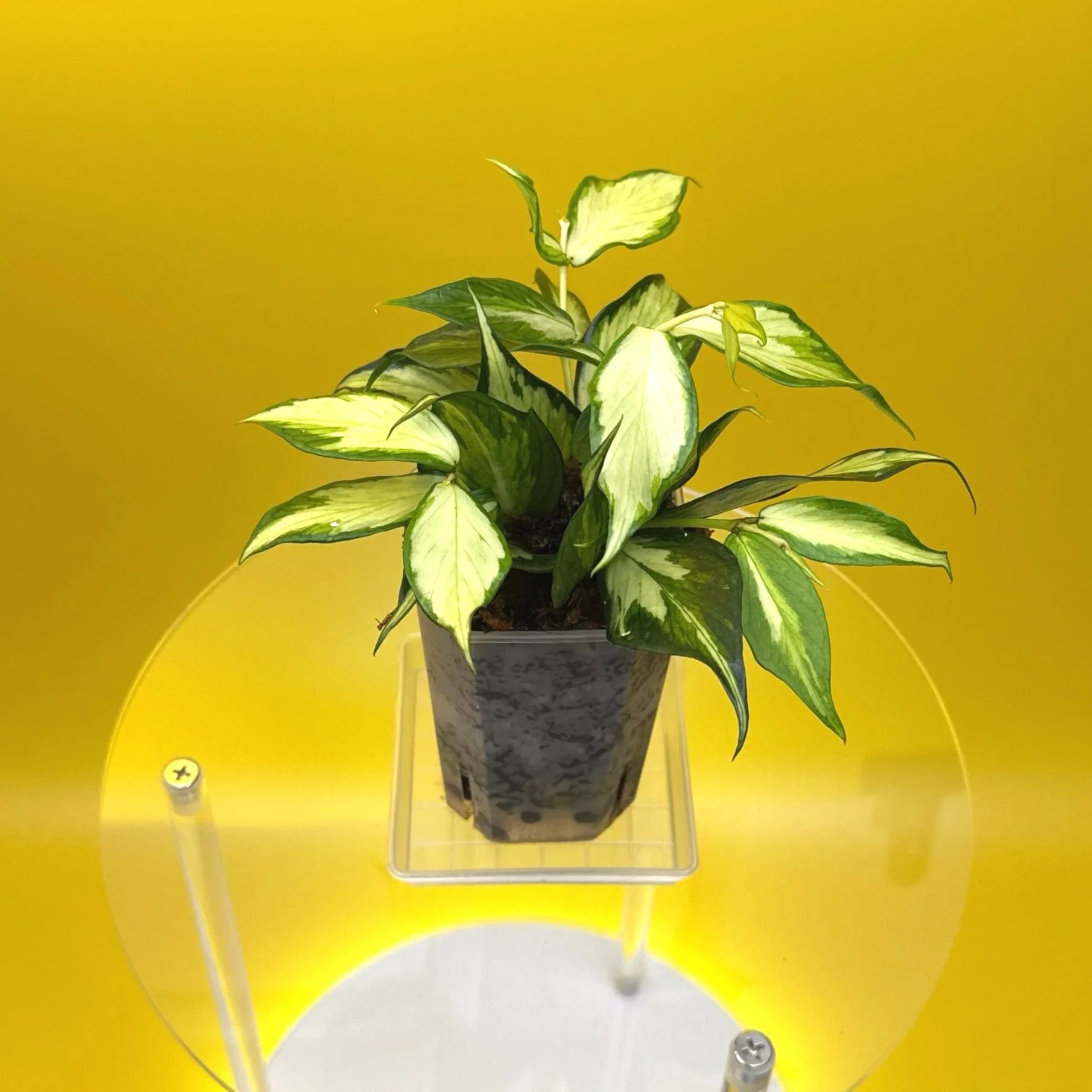 Hoya Polyneura Albomarginata Inner Variegated multi-planted in Small Square Clear Pot for sale | Shop Rare Variegated Hoya Houseplants in Sydney, Australia | Melty Plants E-Store, Online