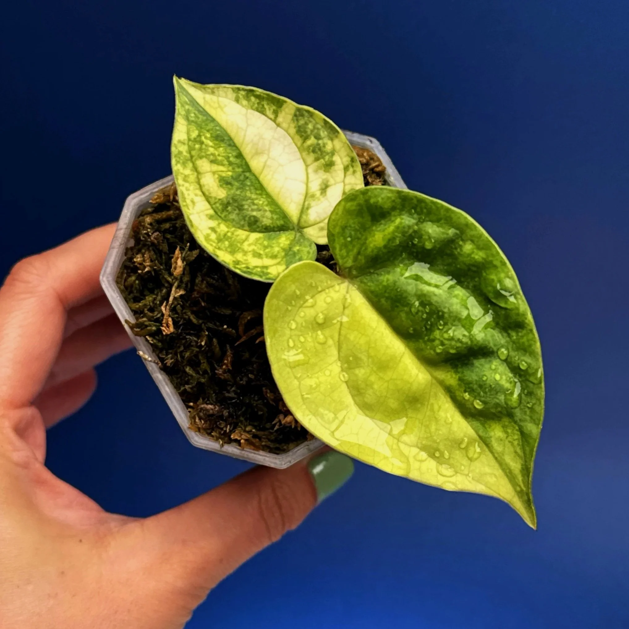 ANTHURIUM Lux.Mag Variegated Magnificum x Luxurians | Rare Collector Plant Specialists | Melty Plants Australia
