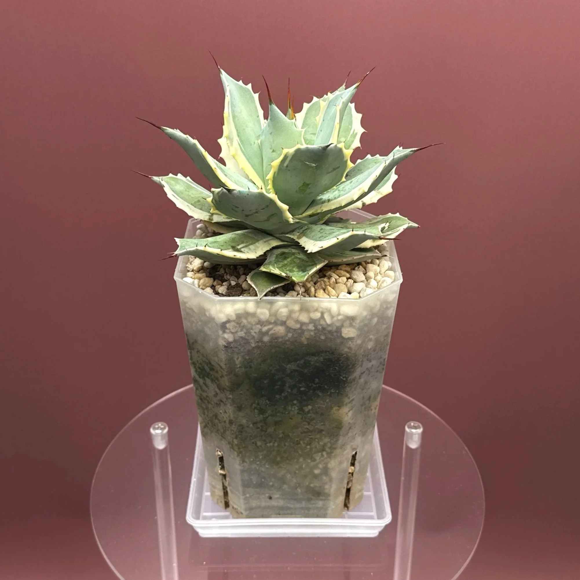 AGAVE Potatorum 'EyeScream'