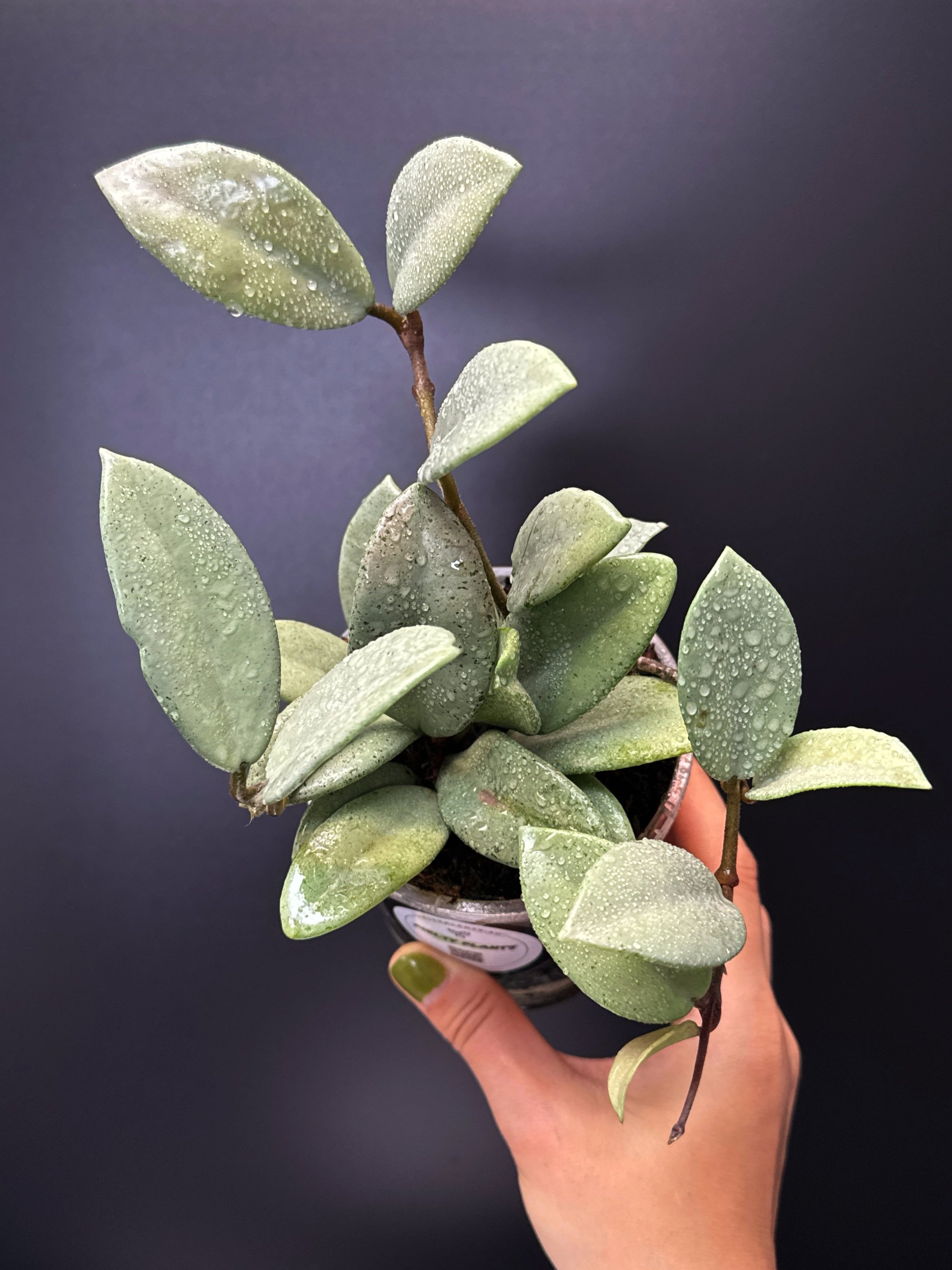 Hoya Carnosa Wilbur Graves Super Silver in 100mm clear pot | Shop Rare Hoya Houseplants from Sydney, Australia | Melty Plants E-Store Online