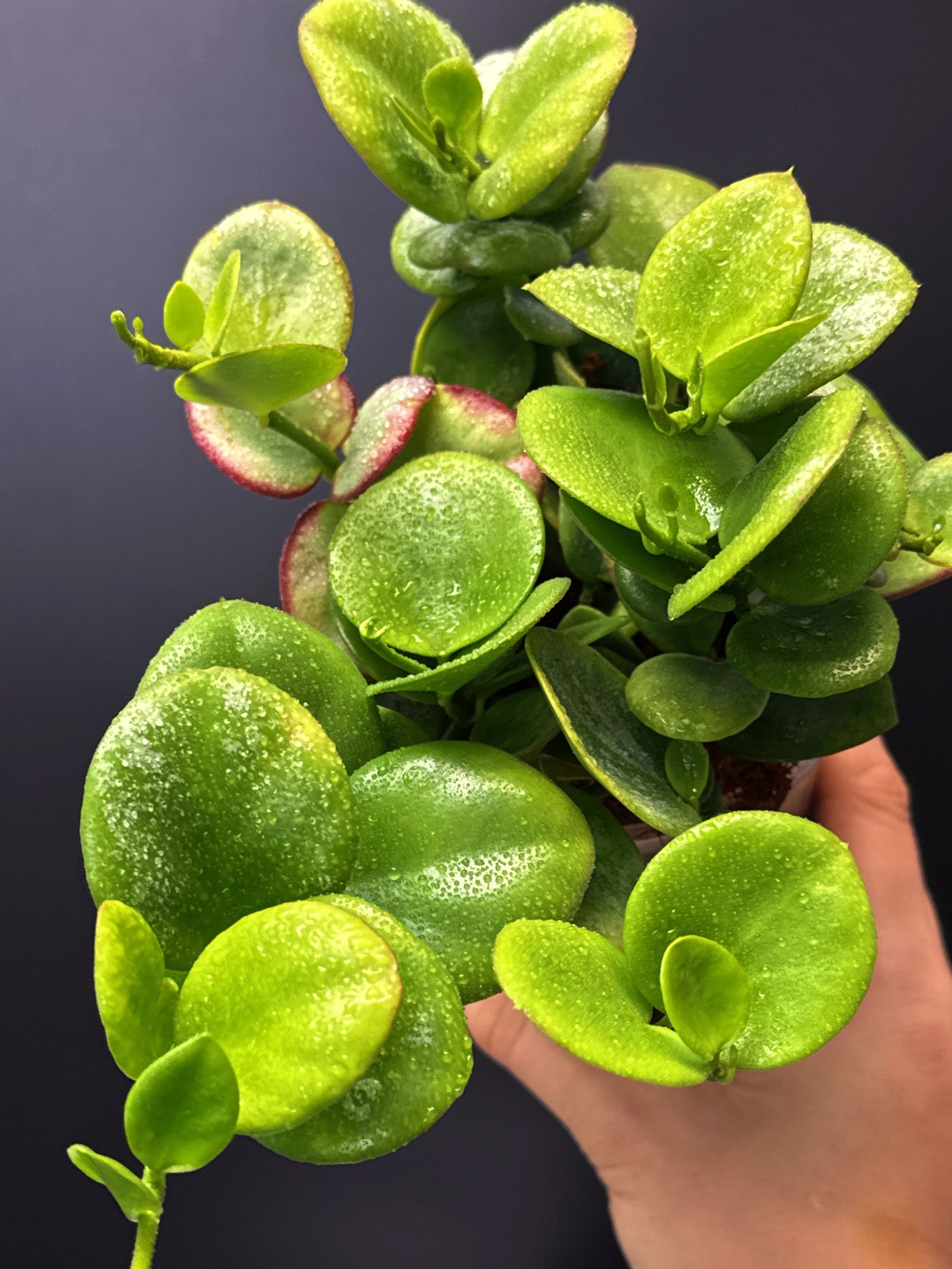 Hoya Collina in 100mm Clear Pot for sale | Shop Rare Hoya Plants in Sydney, Australia | Melty Plants E-Store, Online