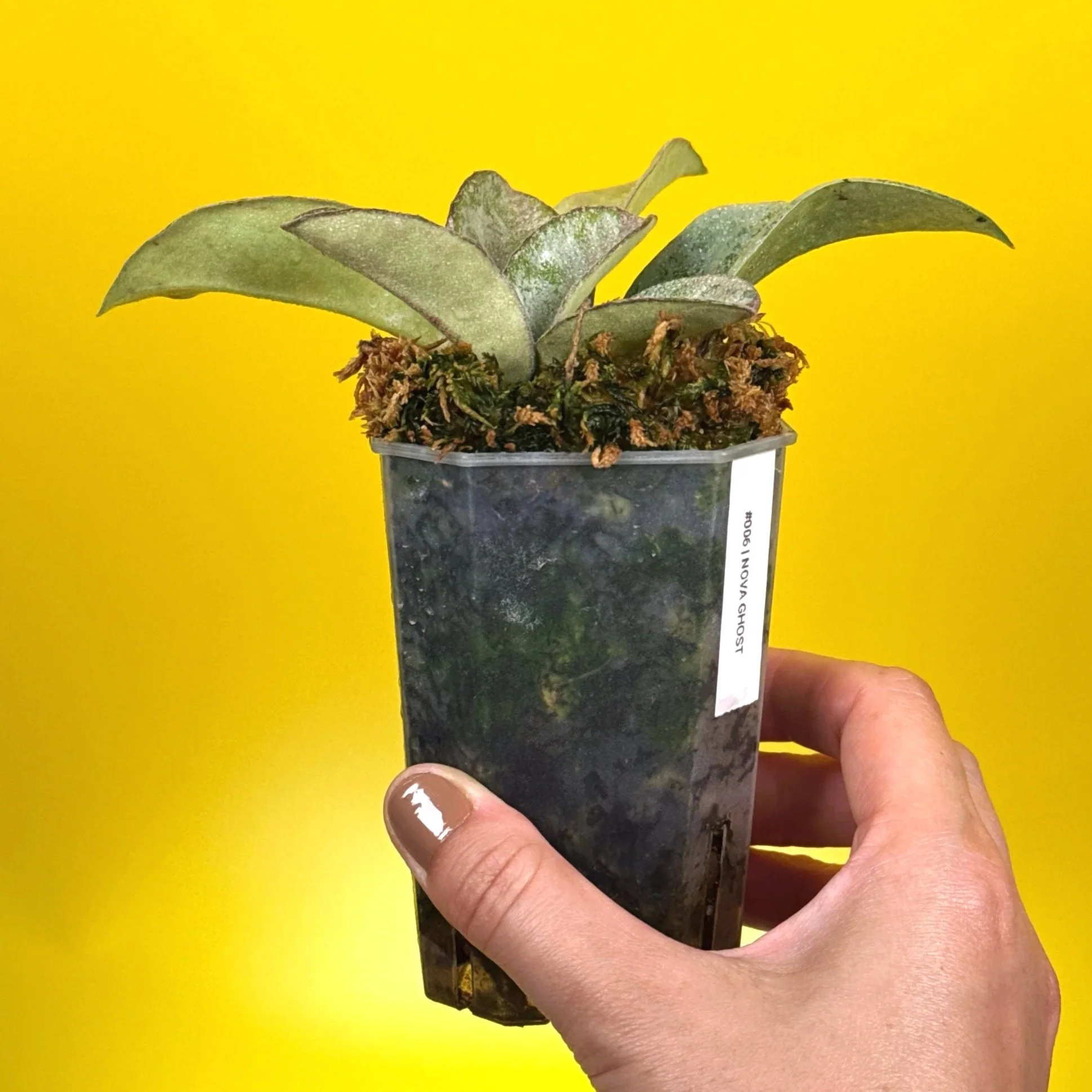 Hoya Carnosa Nova Ghost multi-planted in a small square pot for sale in Sydney, Australia