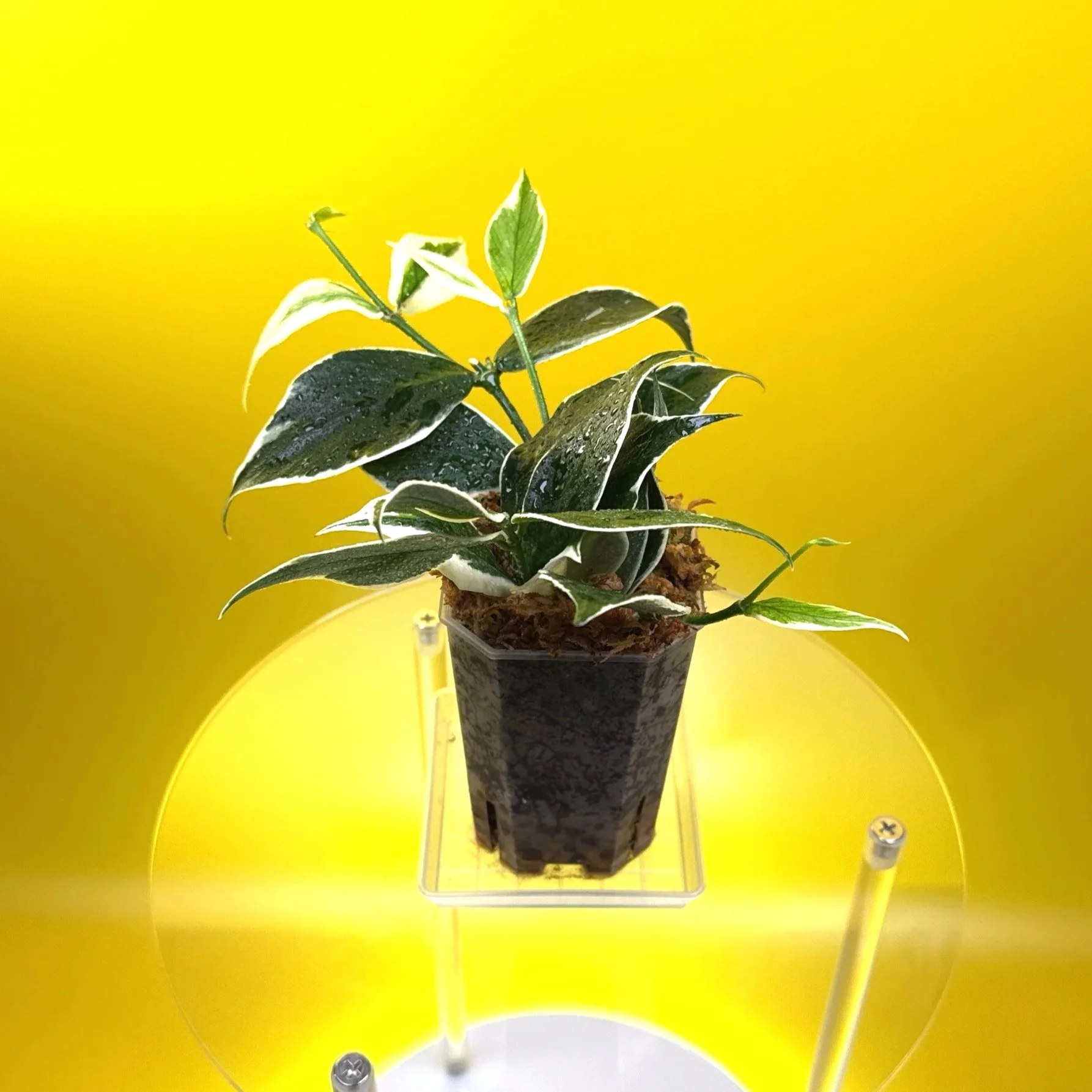 Hoya Polyneura Albomarginata | Shop Rare Hoya Houseplants in Sydney, Australia | Melty Plants E-Store, Online