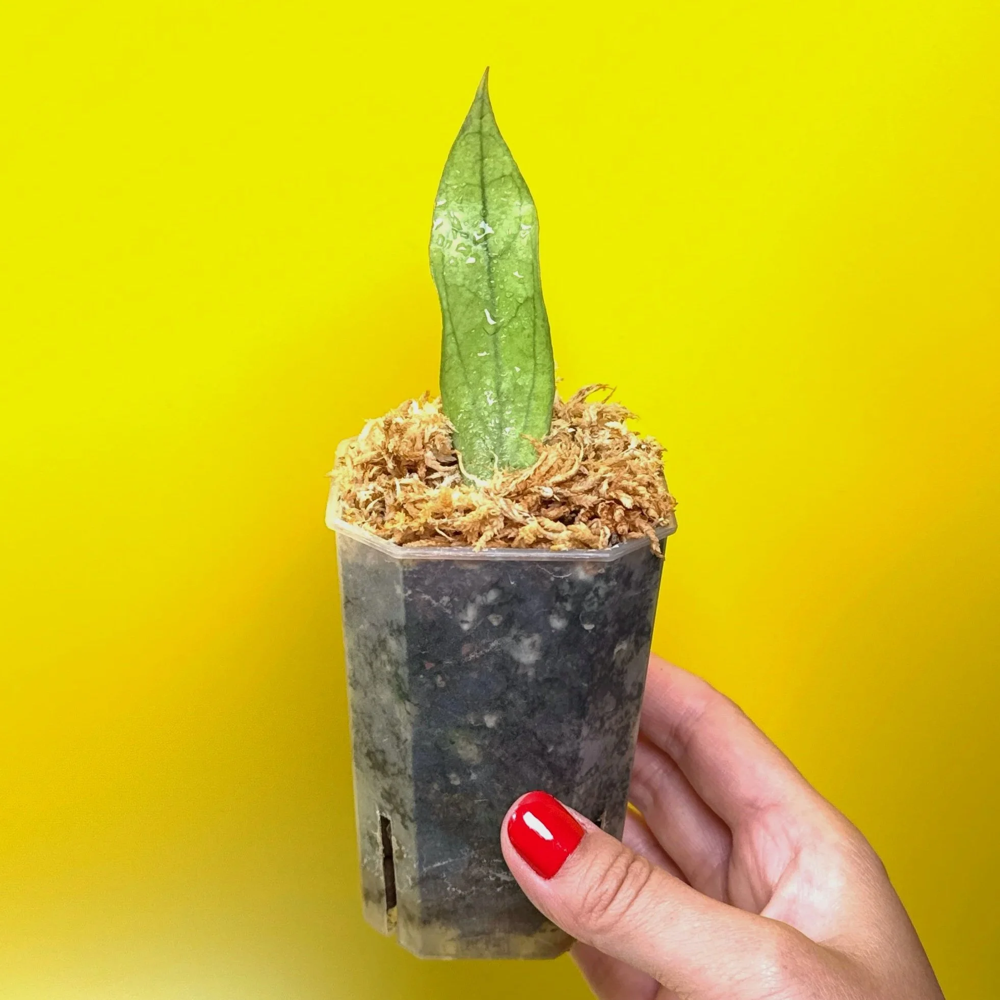 HOYA Sp. Germany Silver