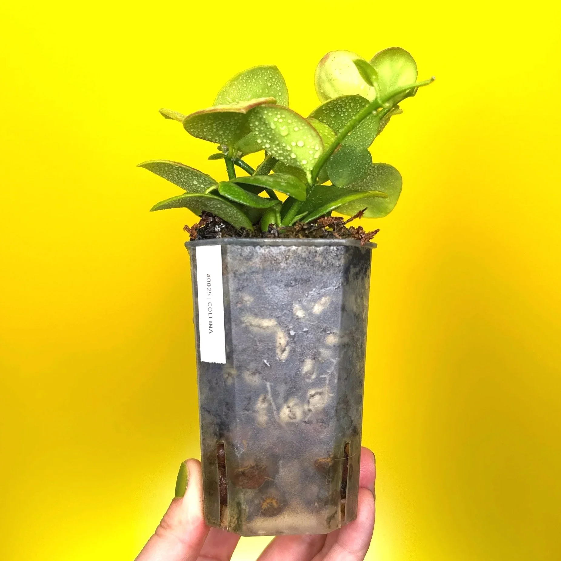 Hoya Collina in a small clear square pot for sale | Shop Rare Hoya Plants in Sydney, Australia | Melty Plants E-Store, Online