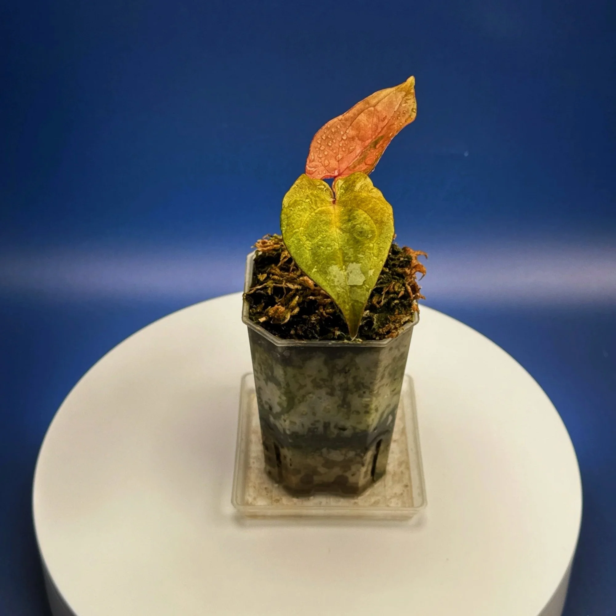 Anthurium Reverse Black Cherry X Red Vein Dark Phoenix Mint Variegated | Shop Ultra Rare Variegated Anthuriums online from Sydney, Australia | Melty Plants E-Store, Online