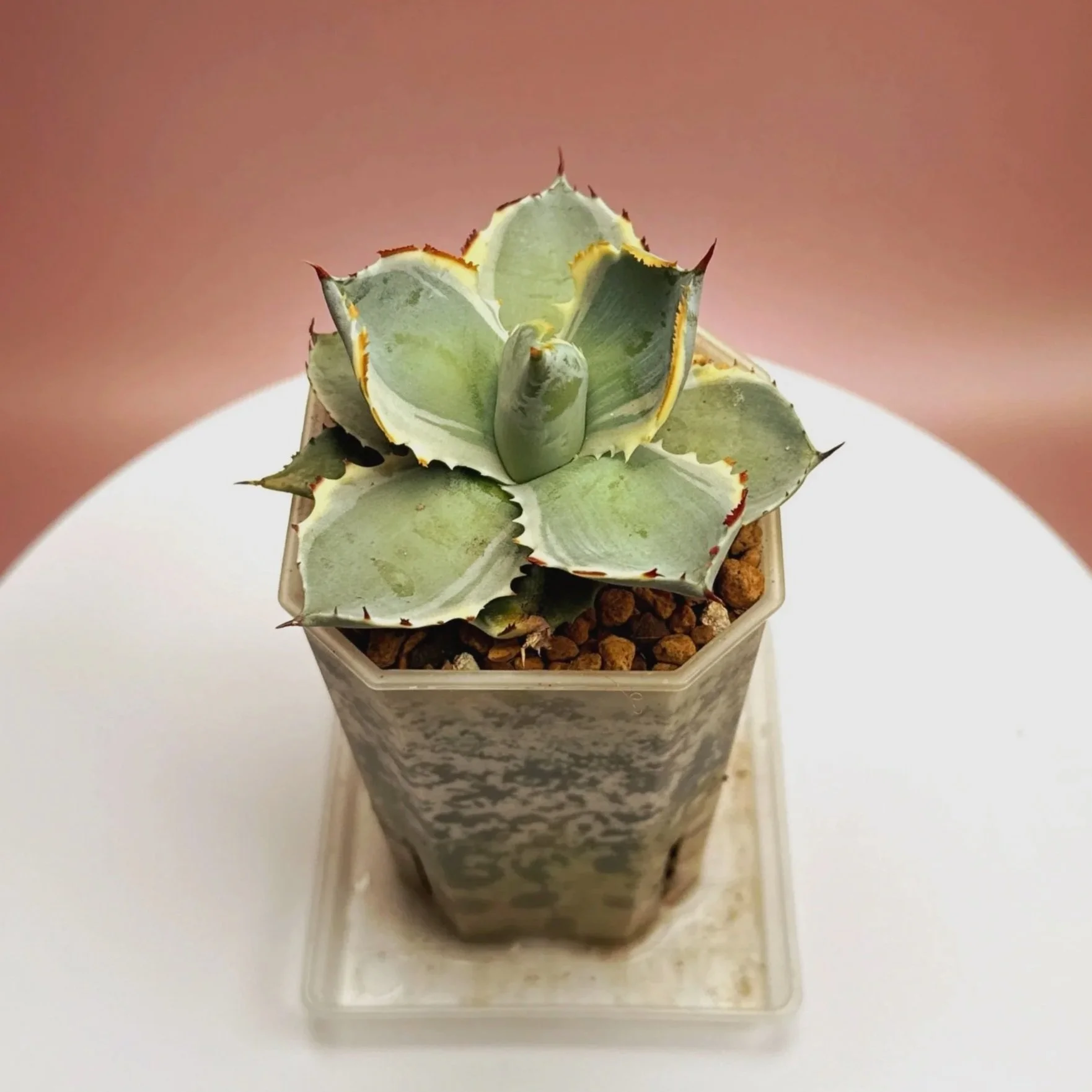 AGAVE Isthmensis Kabutogani Marginata Variegated