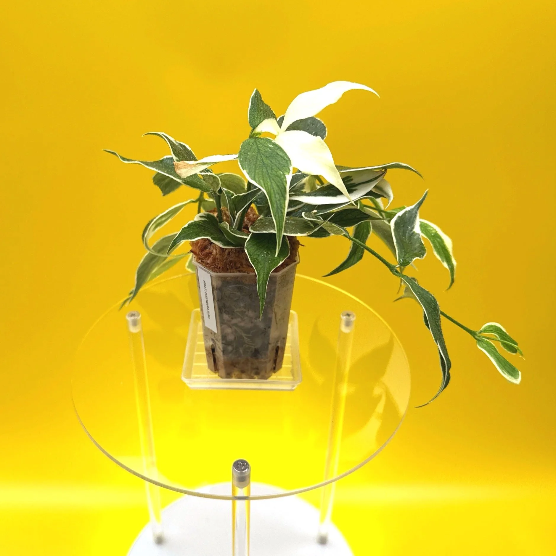 Hoya Polyneura Albomarginata | Shop Rare Hoya Houseplants in Sydney, Australia | Melty Plants E-Store, Online