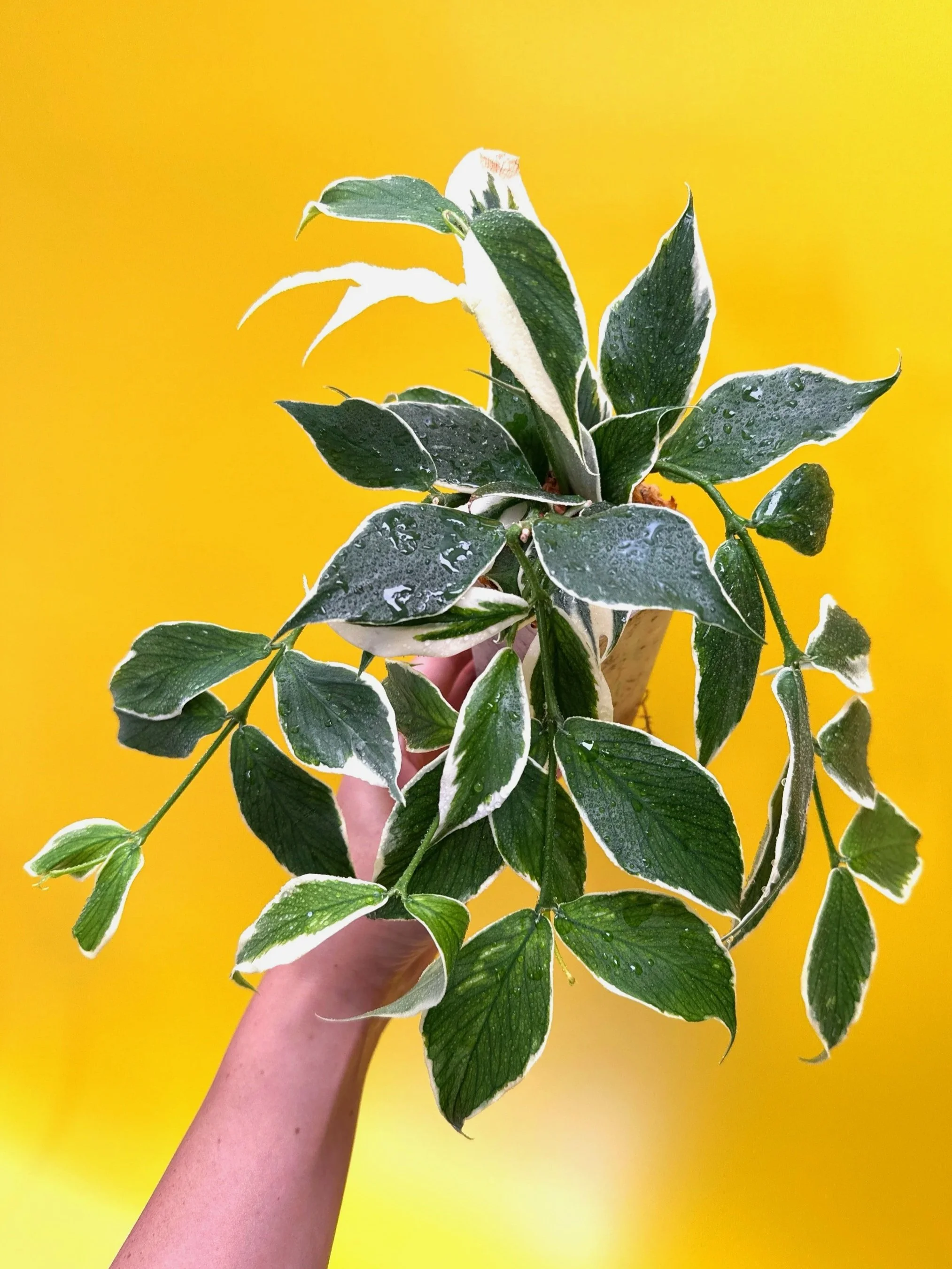 HOYA Polyneura Albomarginata