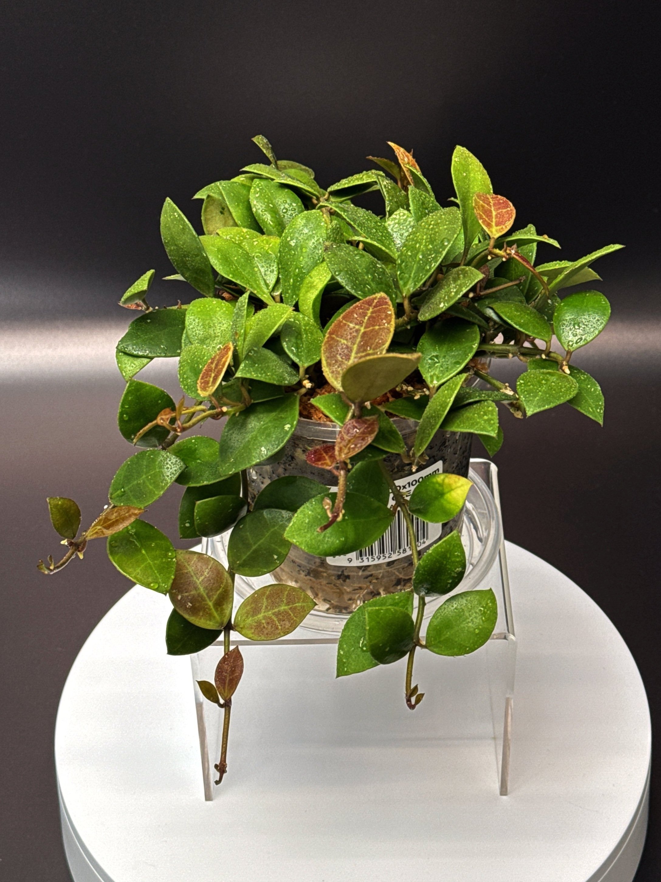 Hoya Rebecca multi-planted in 100mm Clear Pot for sale | Shop Rare Hoya Houseplants in Sydney, Australia | Melty Plants E-Store, Online