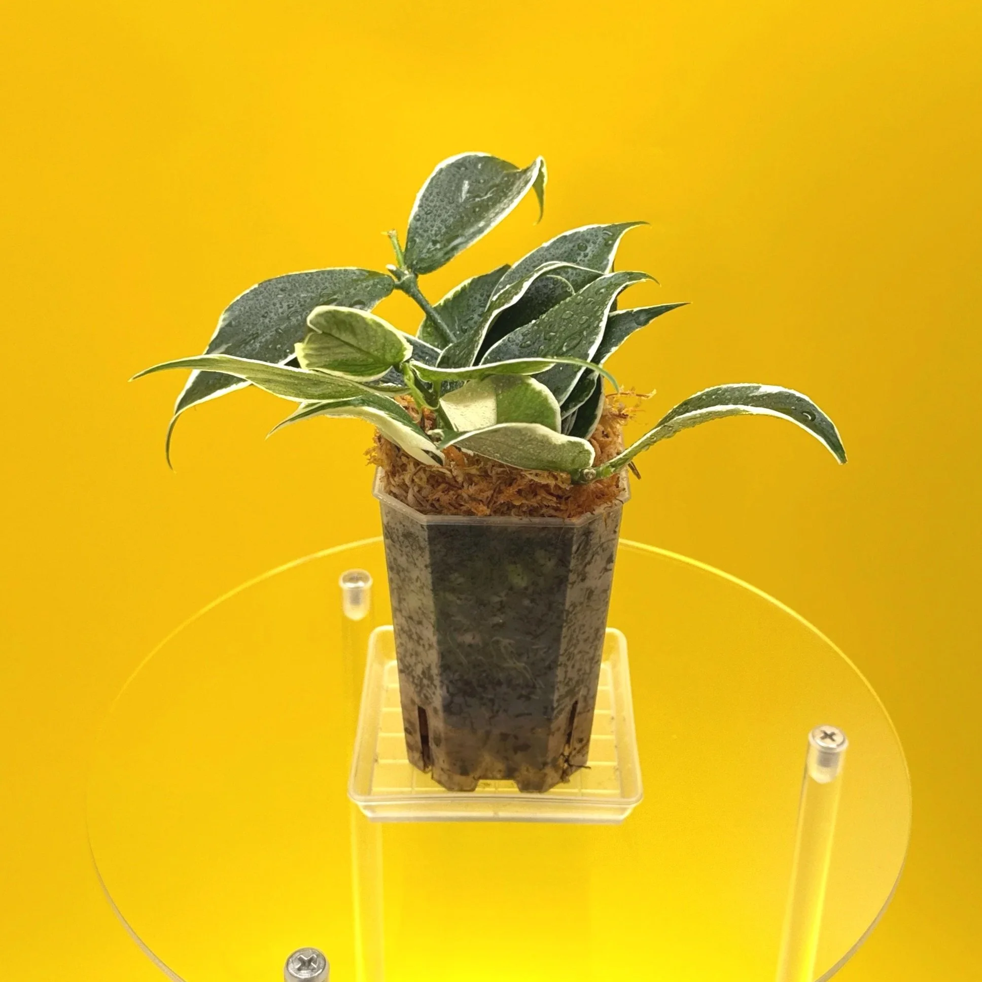 Hoya Polyneura Albomarginata | Shop Rare Hoya Houseplants in Sydney, Australia | Melty Plants E-Store, Online