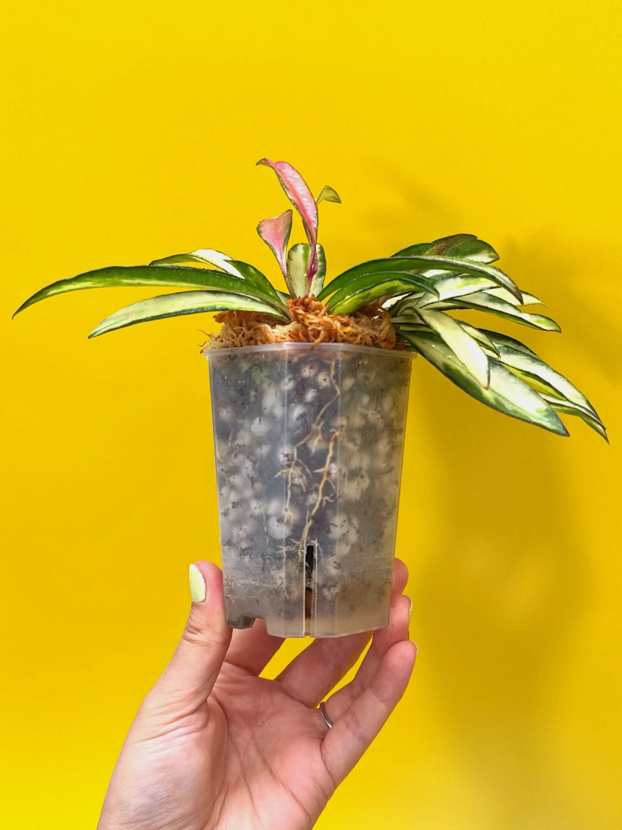 Hoya Wayetii Variegated | Shop Rare Hoya Houseplants in Sydney, Australia | Melty Plants E-Store, Online