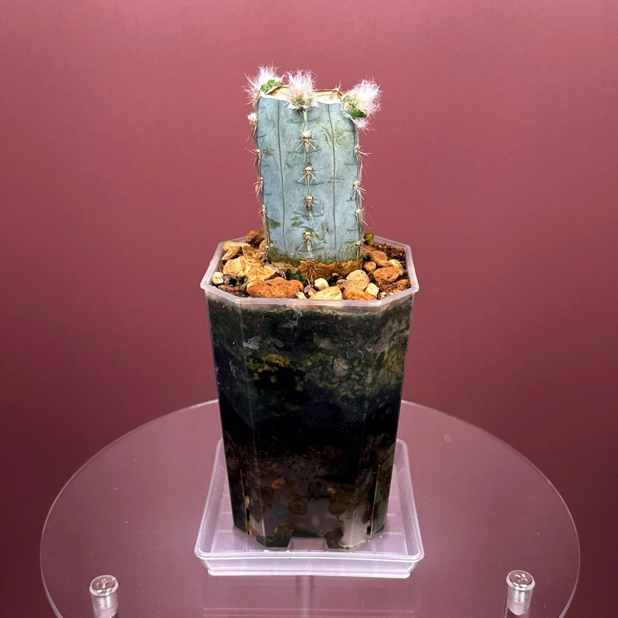 Rare Cactus Pilosocereus Pachycladus﻿ 'Woolly Blue Torch' in a medium clear square pot for sale on Melty Plants Australia online store in Sydney Australia.