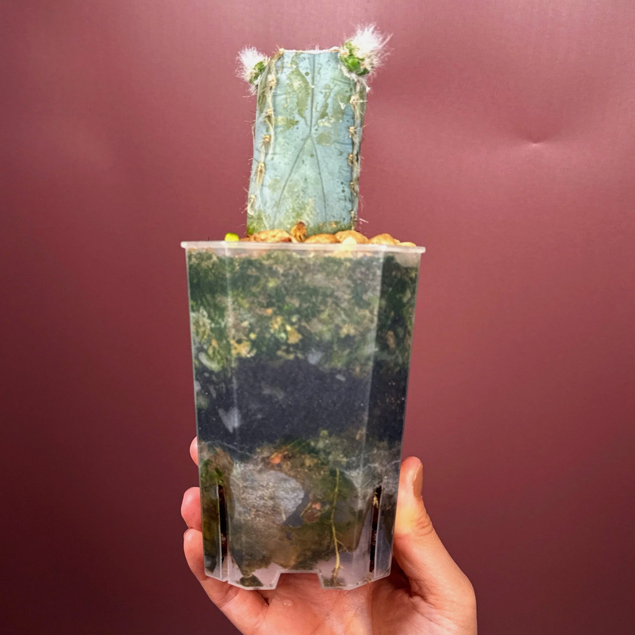 Rare Cactus Pilosocereus Pachycladus﻿ 'Woolly Blue Torch' in a medium clear square pot for sale on Melty Plants Australia online store in Sydney Australia.