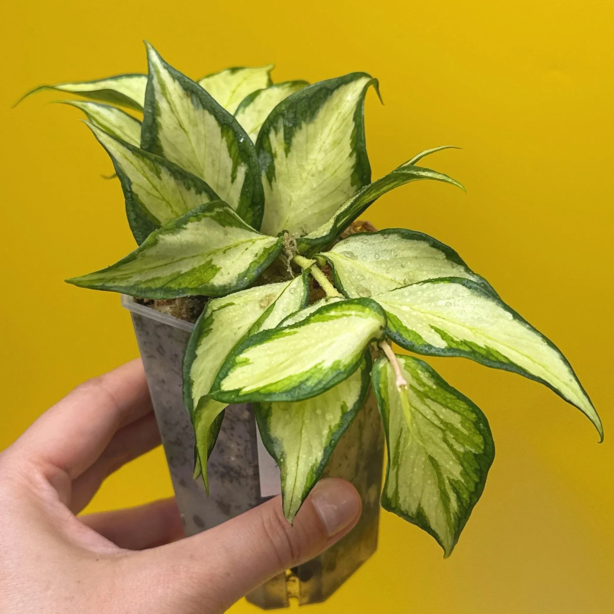 Hoya Polyneura Albomarginata Inner Variegated multi-planted in Small Square Clear Pot for sale | Shop Rare Variegated Hoya Houseplants in Sydney, Australia | Melty Plants E-Store, Online
