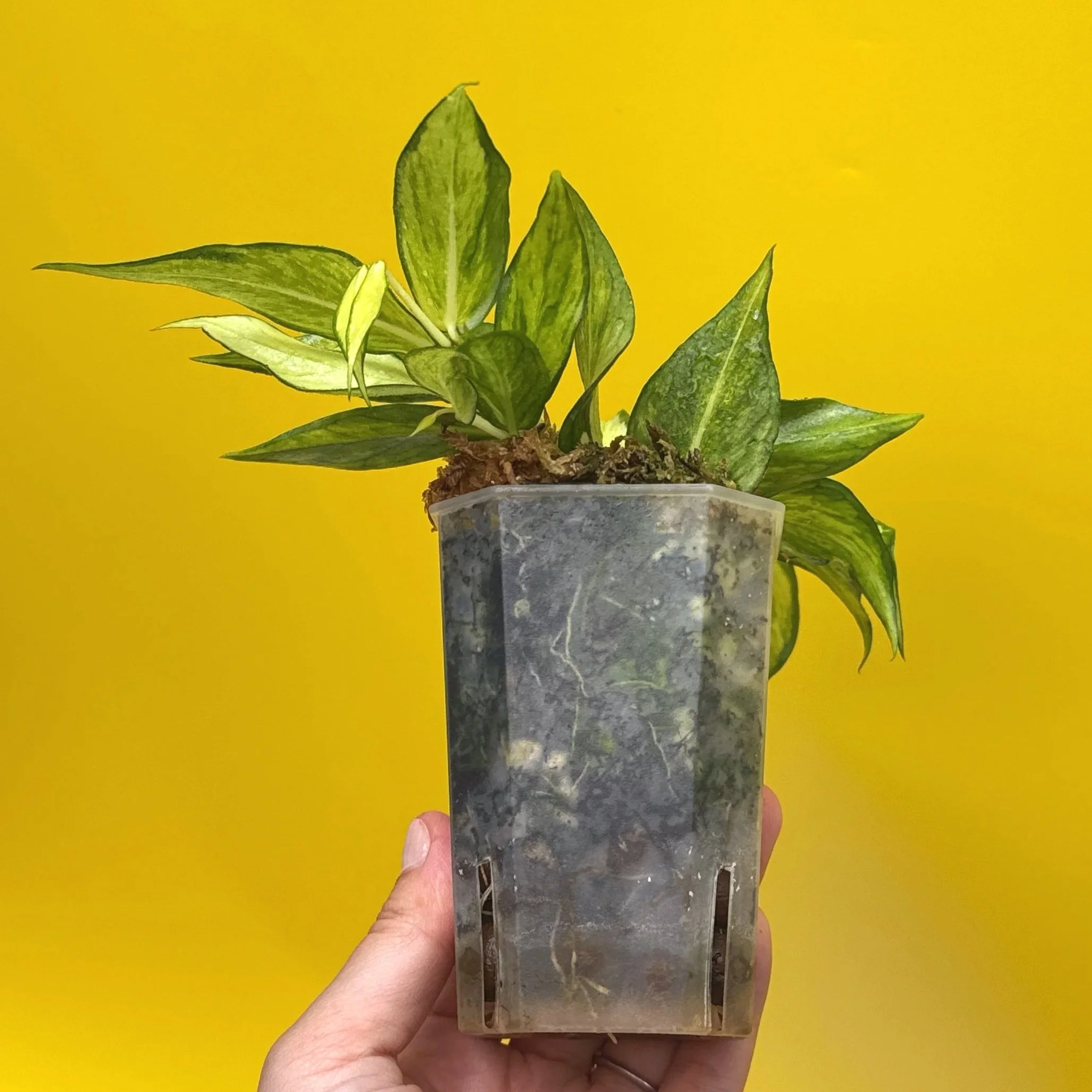 Hoya Polyneura Albomarginata Inner Variegated multi-planted in Small Square Clear Pot for sale | Shop Rare Variegated Hoya Houseplants in Sydney, Australia | Melty Plants E-Store, Online