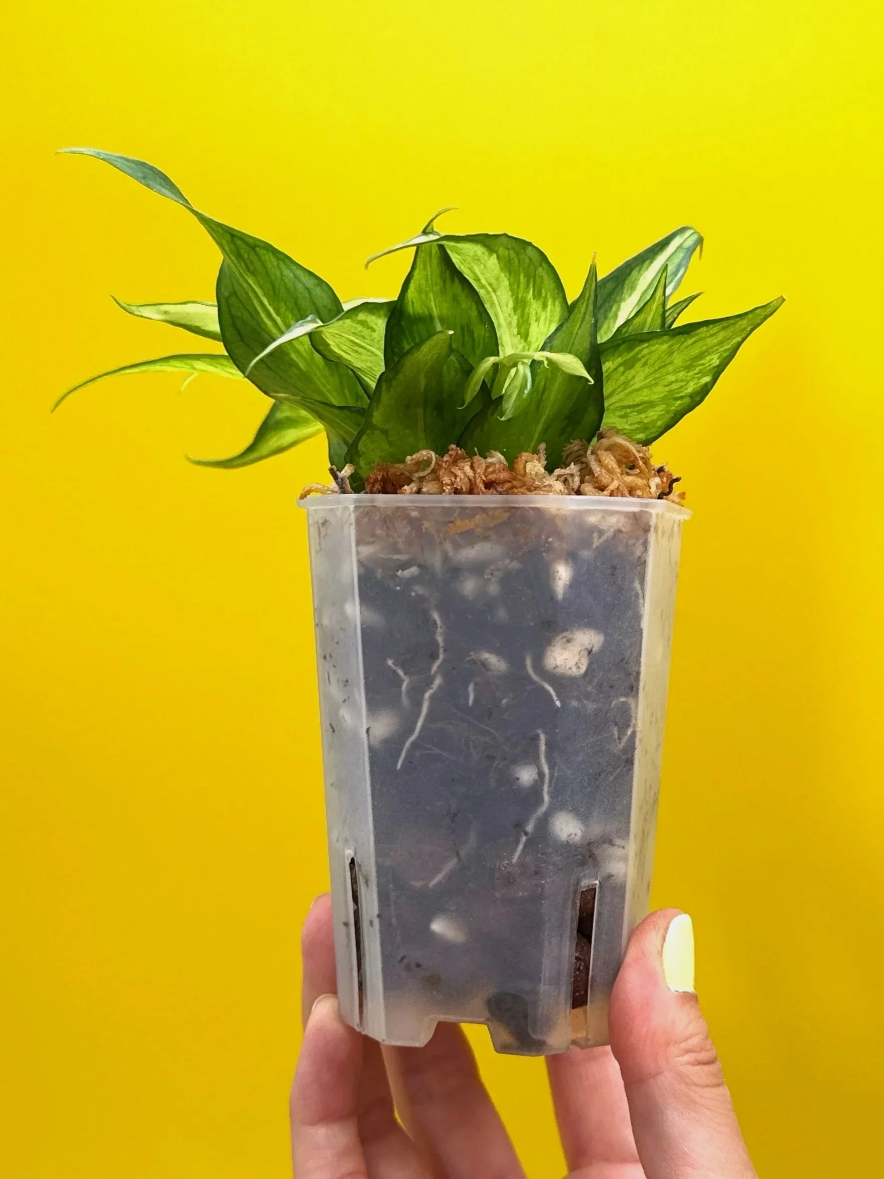 Hoya Polyneura Albomarginata Inner Variegated multi-planted in Small Square Clear Pot for sale | Shop Rare Variegated Hoya Houseplants in Sydney, Australia | Melty Plants E-Store, Online