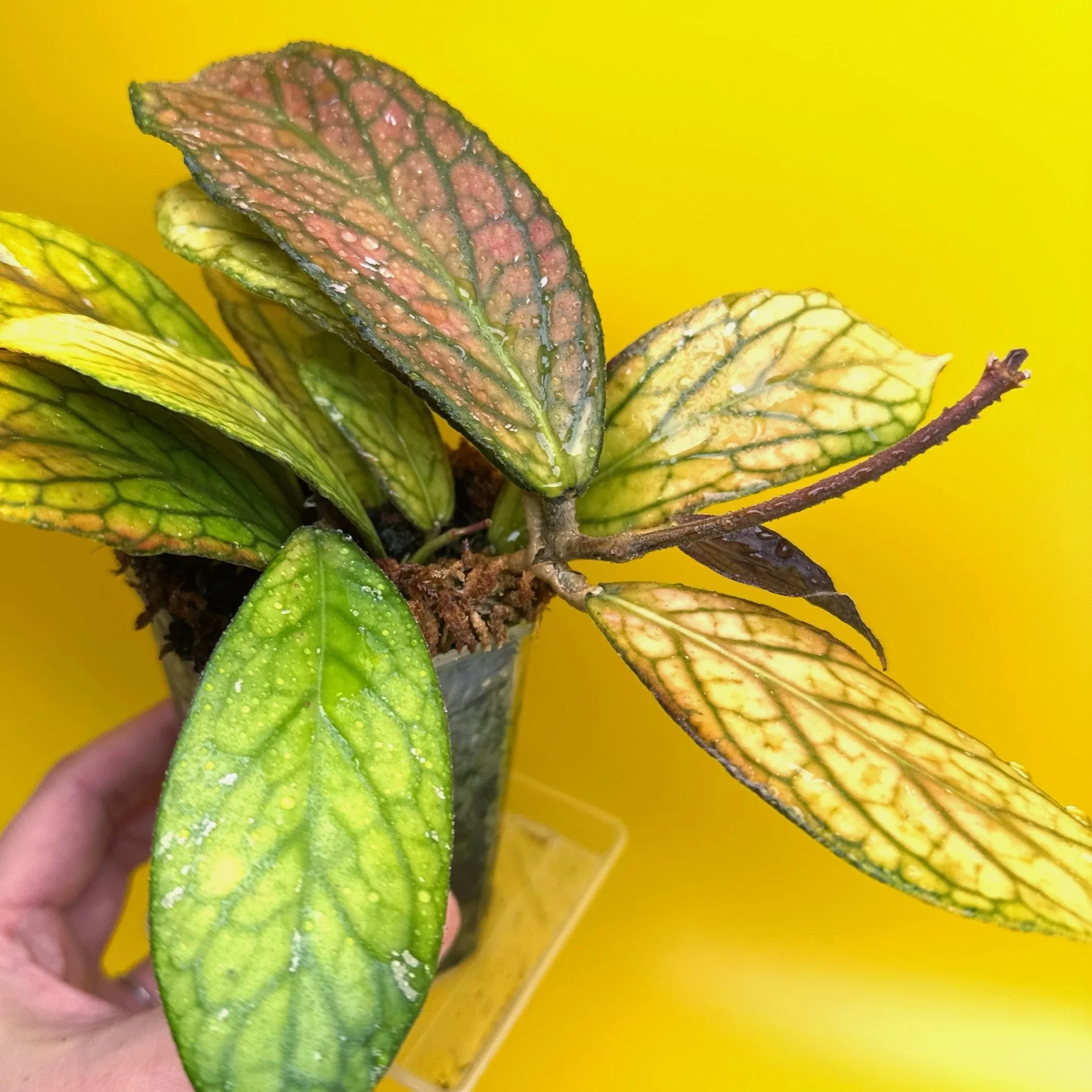 Hoya Tanggamus rare collector Hoya with large textured green leaves grown by Melty Plants Australia