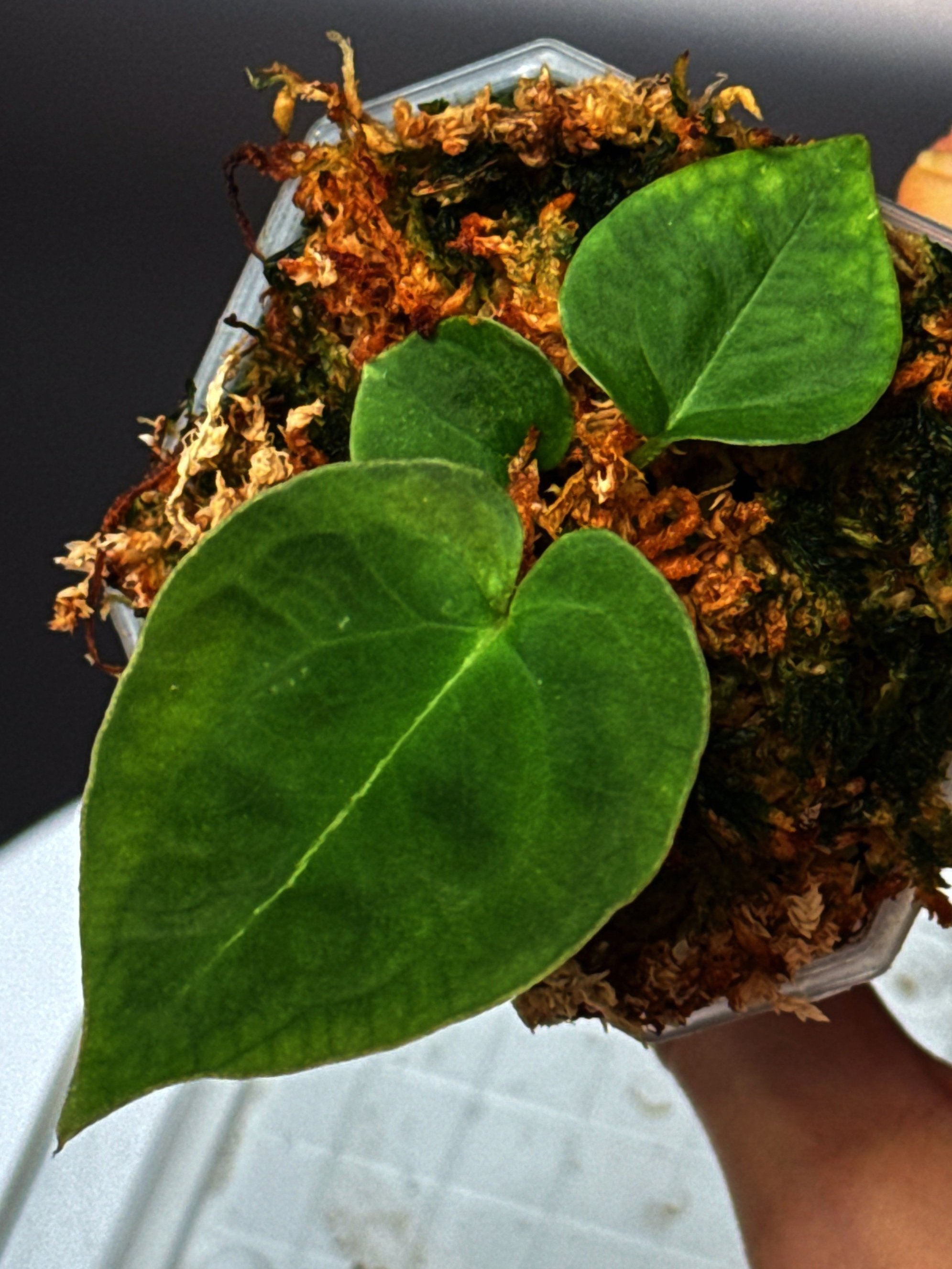 ANTHURIUM DORAS FORGETII | ANTHURIUM DORAYAKI X DARK FORGETII | SHOP RARE AUSTRALIAN ANTHURIUM HYBRID HOUSEPLANTS | MELTY PLANTS E-STORE, ONLINE