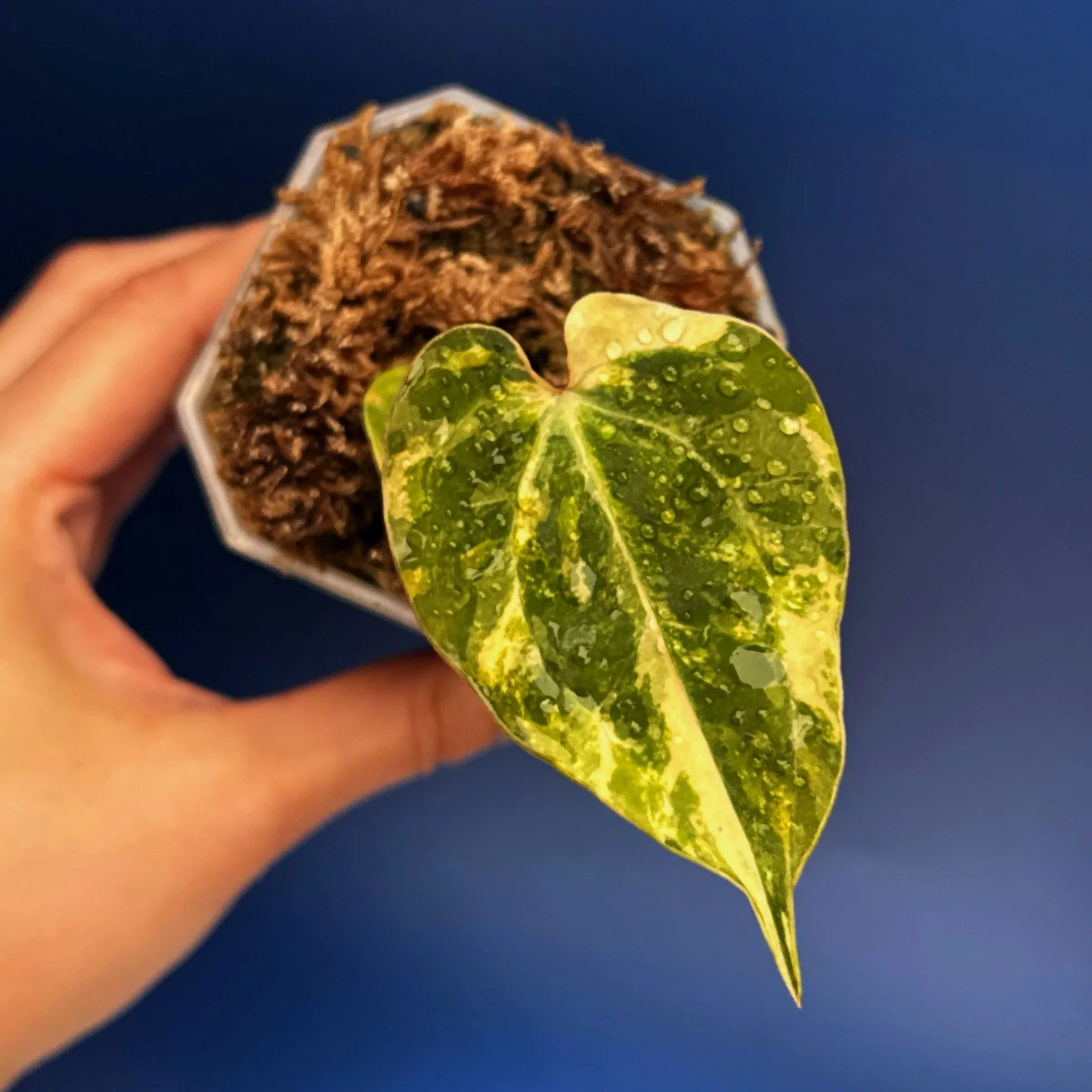 ANTHURIUM Variegated Magnificum x Red Vein Dark Phoenix | Rare Collector Plant Specialists | Melty Plants Australia