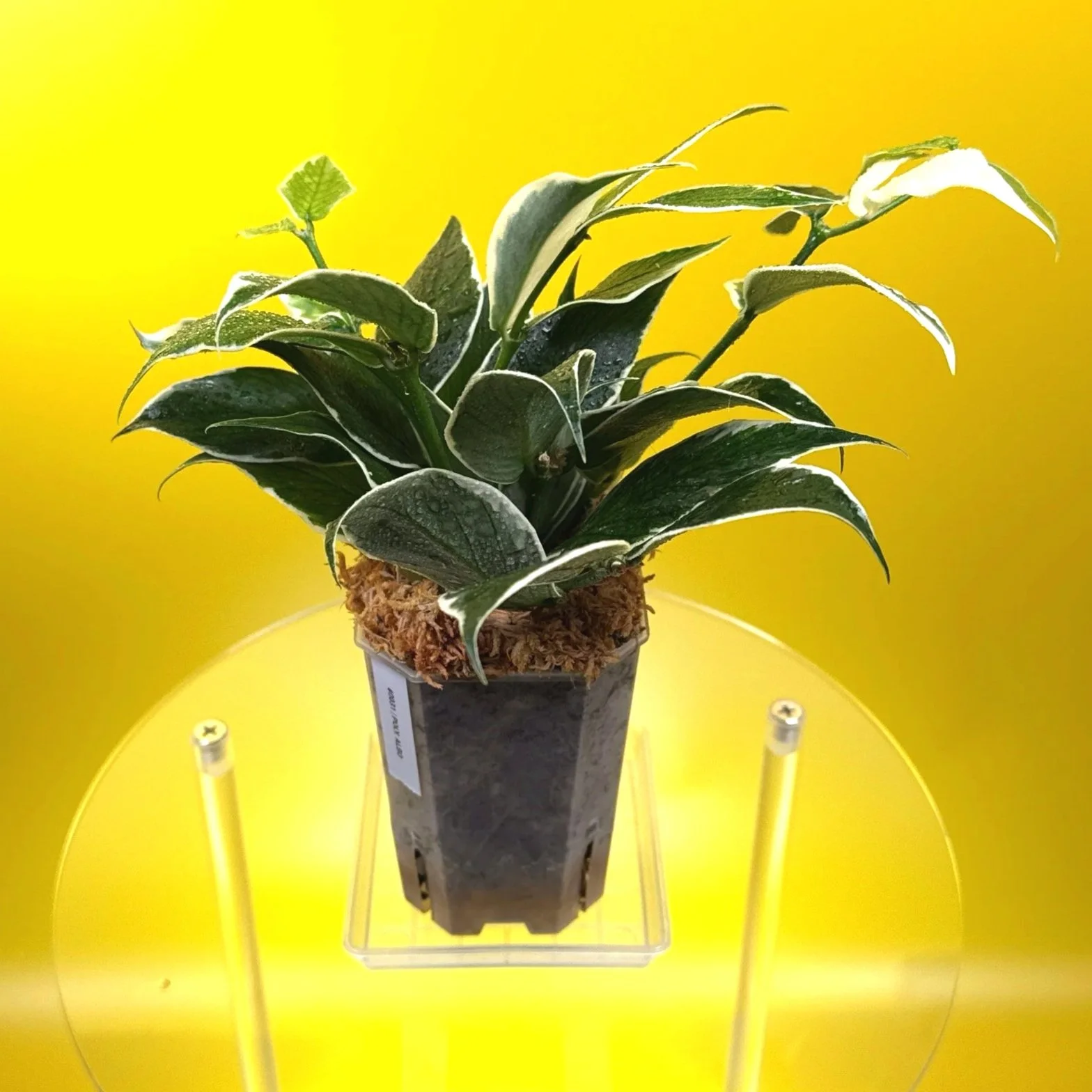 Hoya Polyneura Albomarginata 'Variegated Fishtail' Plant