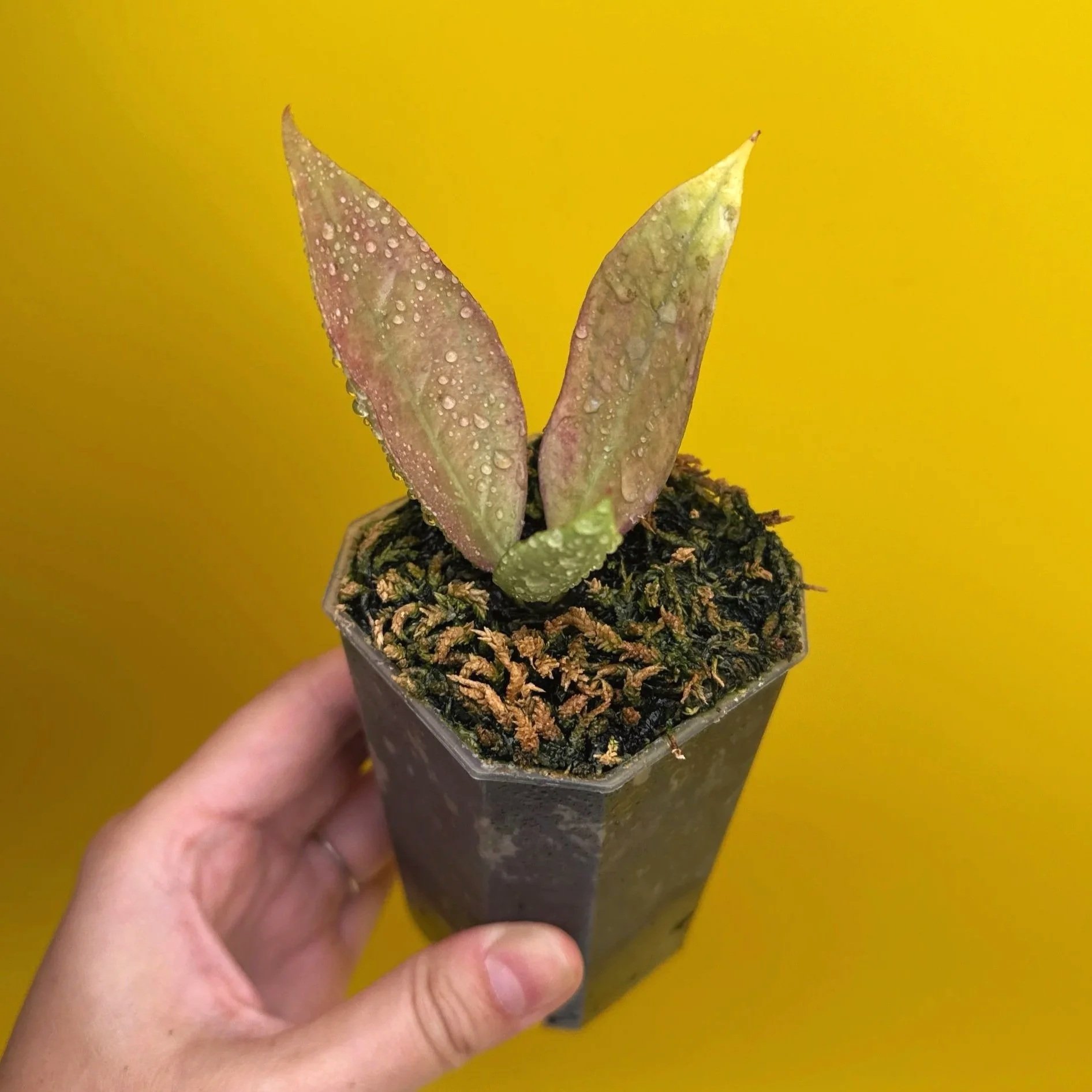 HOYA Sp. Germany Silver | Ultra Rare Silver Hoya Australia | Melty Plants Australia