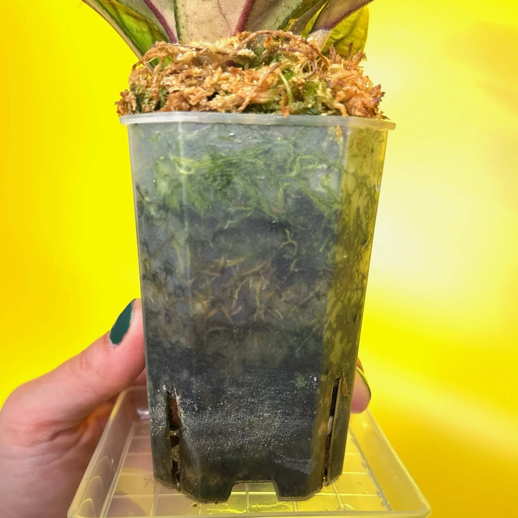 Hoya Tanggamus | Shop Rare Large Leaf Hoya Plants in Sydney, Australia | Melty Plants E-Store, Online