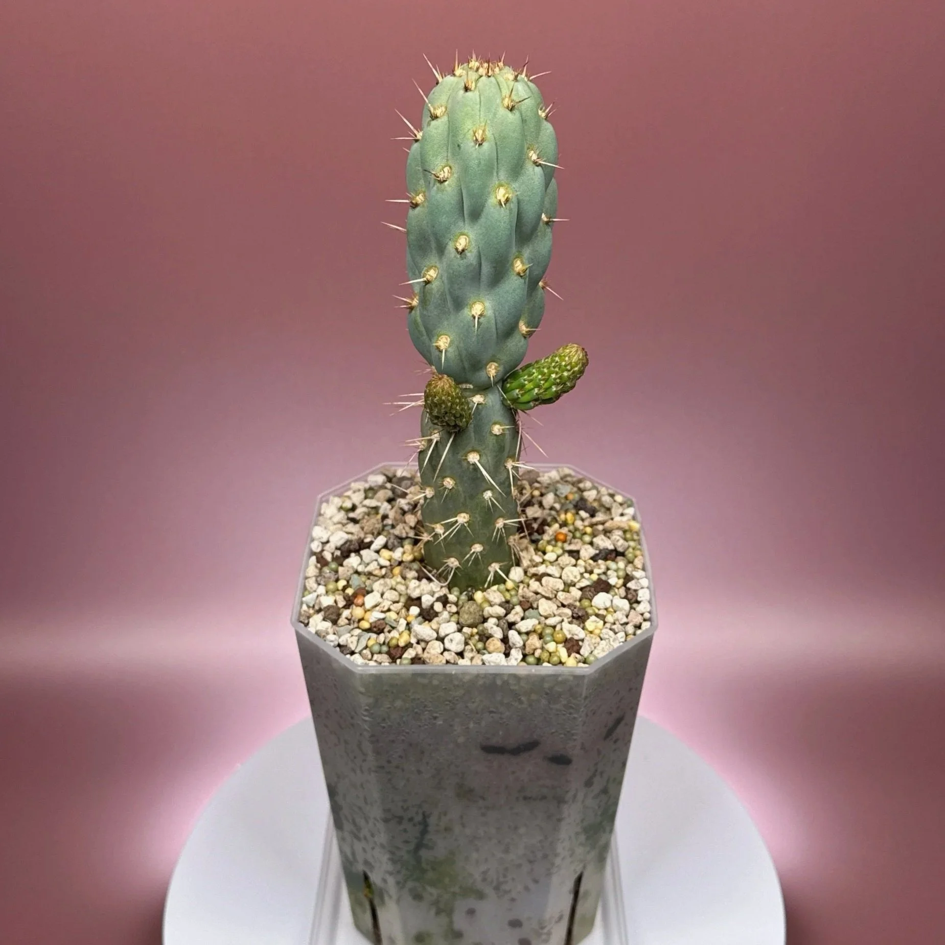 Cactus Miqueliopuntia Miquelii | Shop Rare Blue Cacti in Sydney, Australia | Melty Plants E-Store, Online