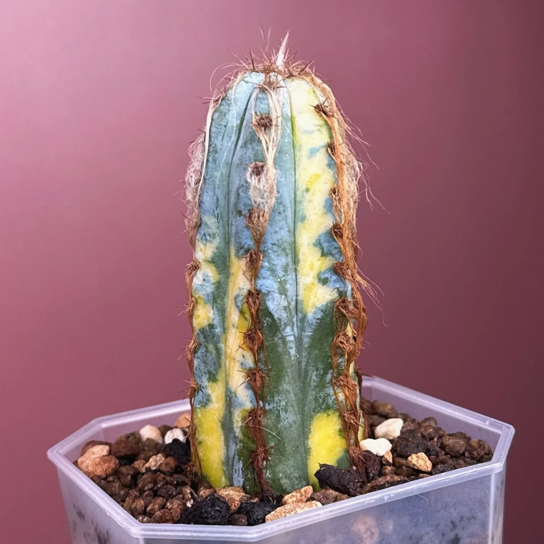 Pilosocereus Glaucescens Cv 'Heinz' Variegated | Shop rare and variegated Cacti in Sydney, Australia | Melty Plants E-Store, Online