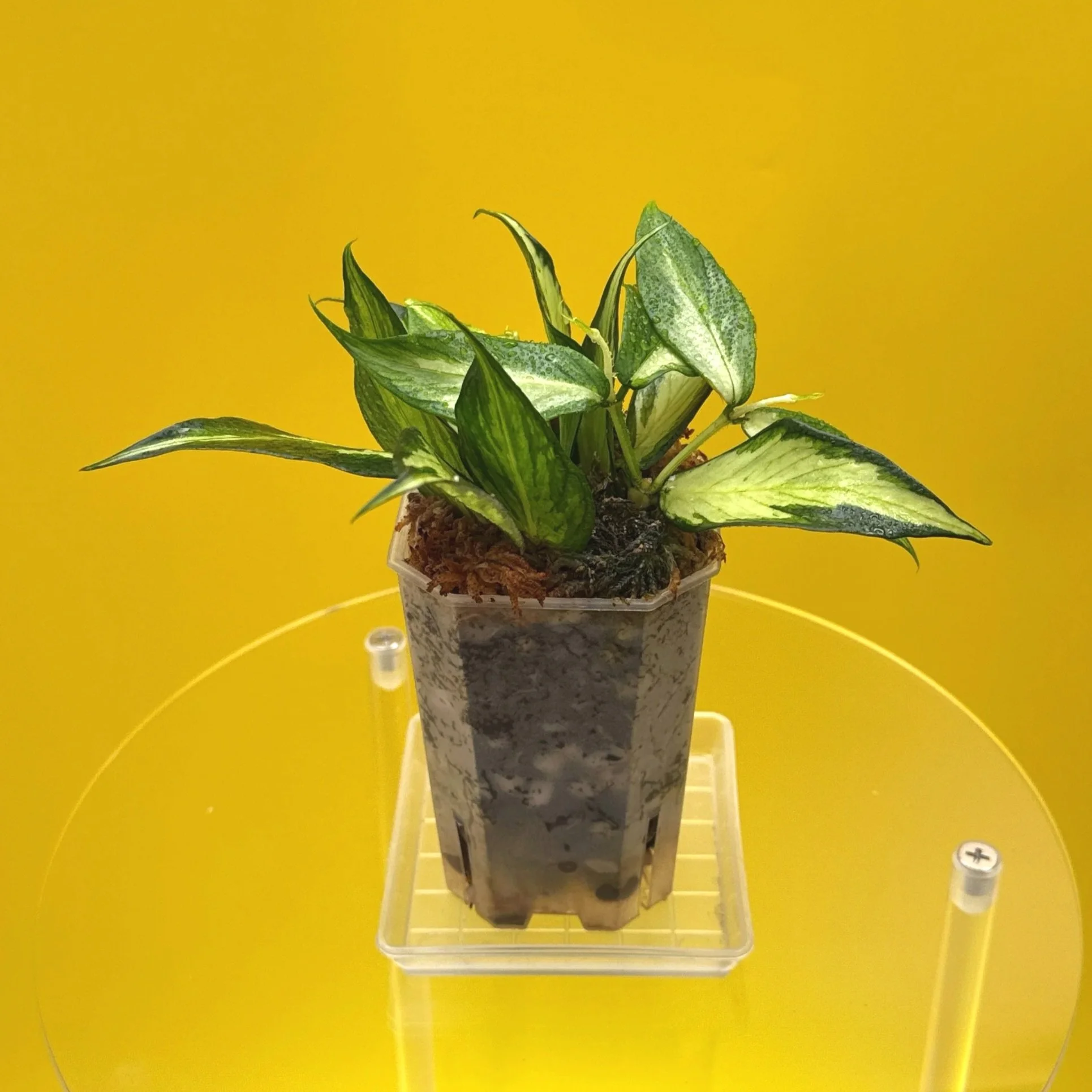Hoya Polyneura Albomarginata Inner Variegated multi-planted in Small Square Clear Pot for sale | Shop Rare Variegated Hoya Houseplants in Sydney, Australia | Melty Plants E-Store, Online
