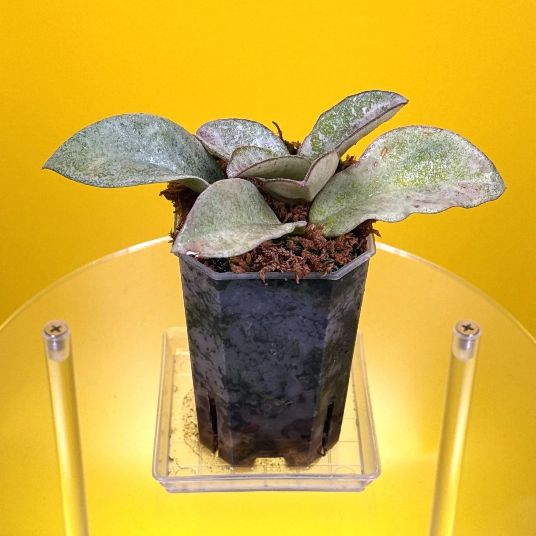 Hoya Carnosa Nova Ghost multi-planted in a small square pot for sale in Sydney, Australia