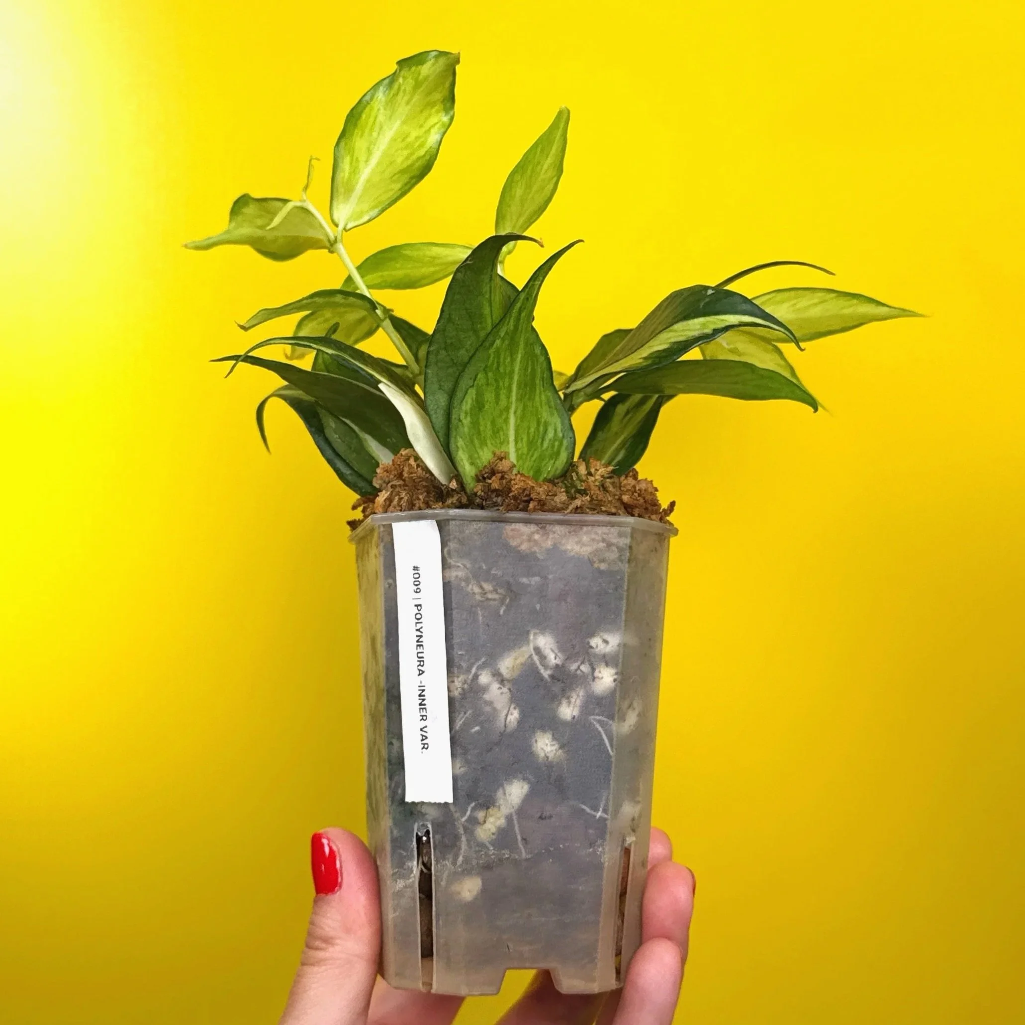 Hoya Polyneura Albomarginata Inner Variegated multi-planted in Small Square Clear Pot for sale | Shop Rare Variegated Hoya Houseplants in Sydney, Australia | Melty Plants E-Store, Online