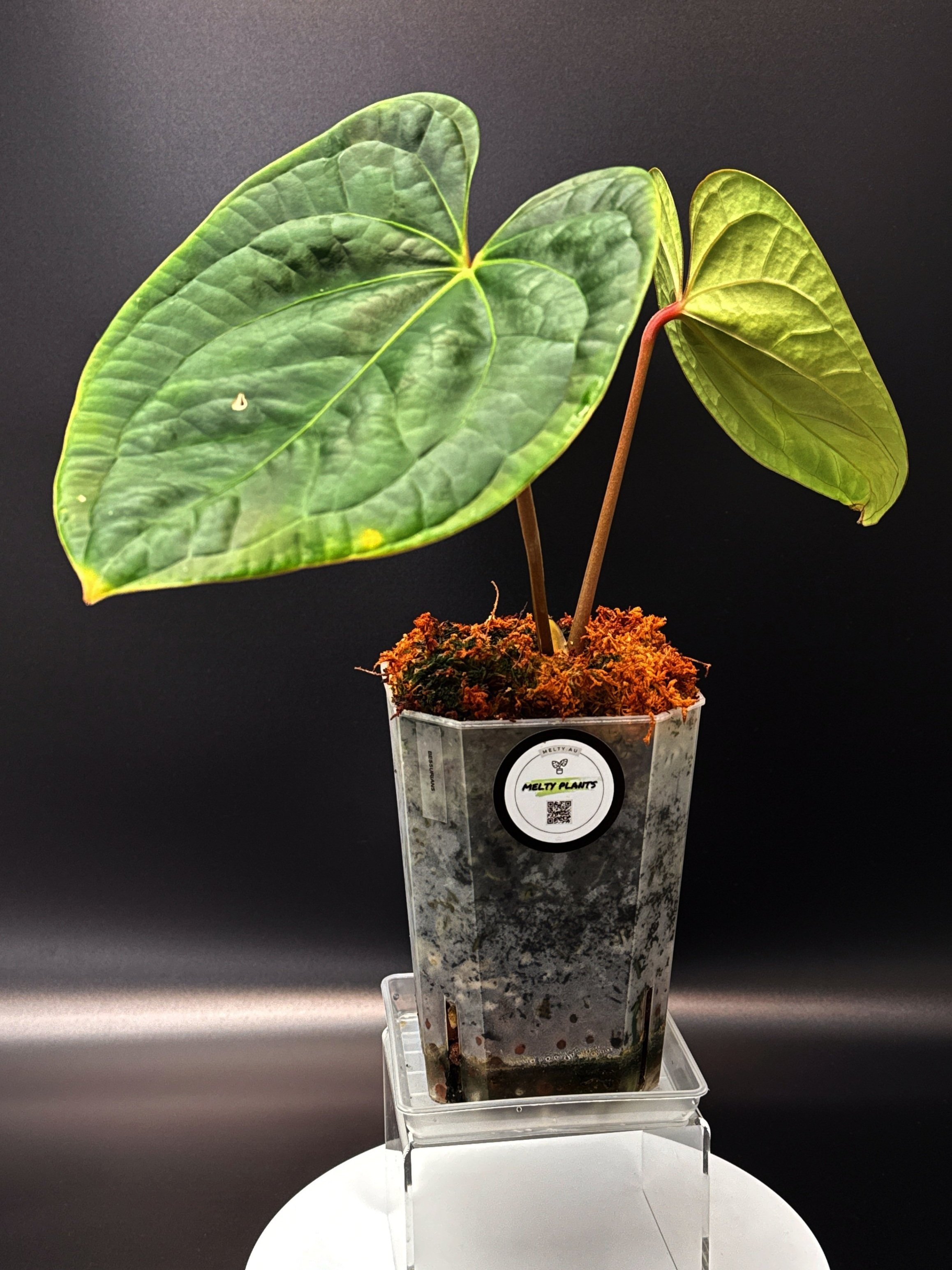Anthurium Bessurians 'Besseae Aff. x Luxurians' in a large square pot + saucer | Shop Rare Australian Anthuriums in Sydney Australia | Melty Plants E-Store, Online