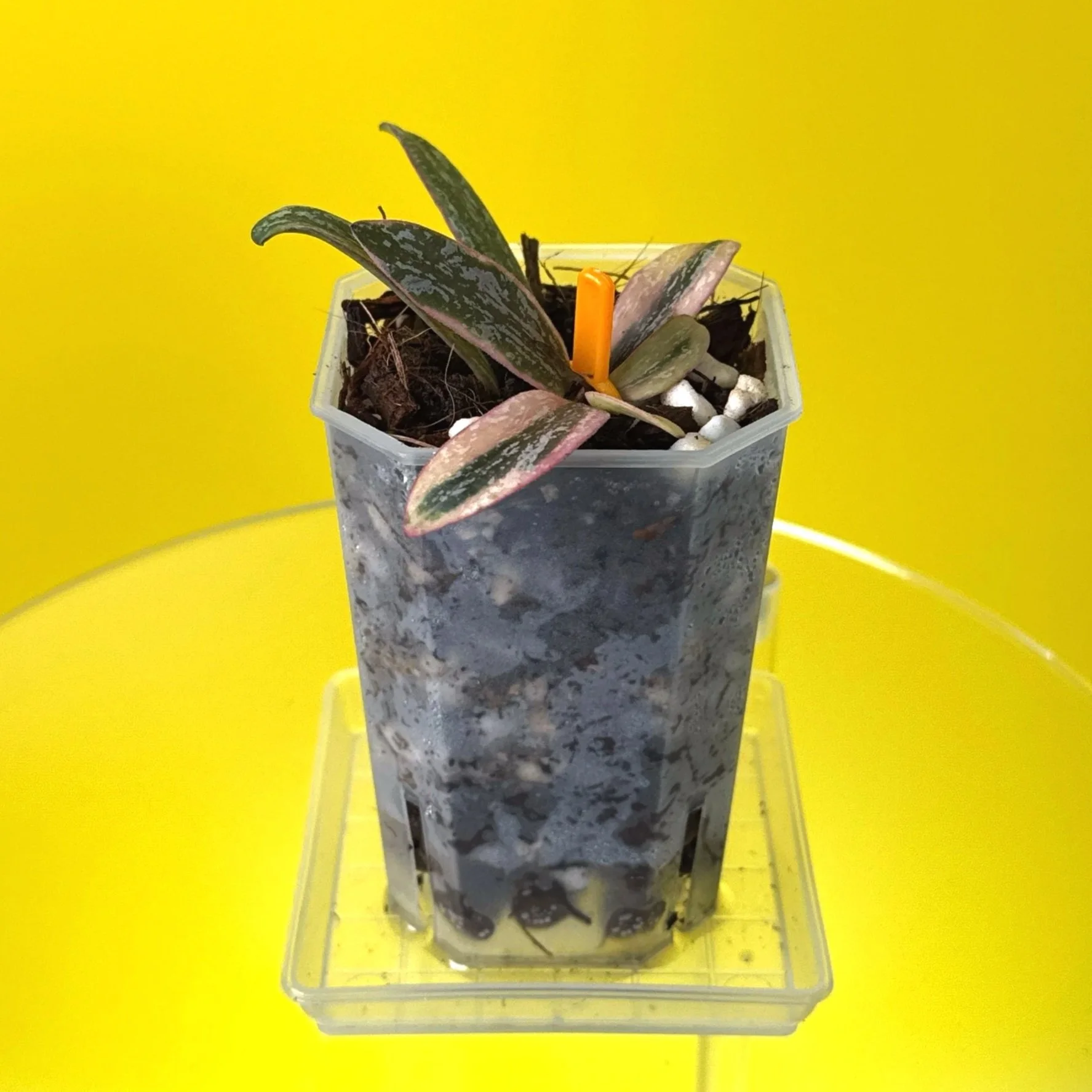 Hoya Sigillatis Outer Variegated | Shop Rare Variegated Hoya Houseplants in Sydney, Australia | Melty Plants E-Store, Online