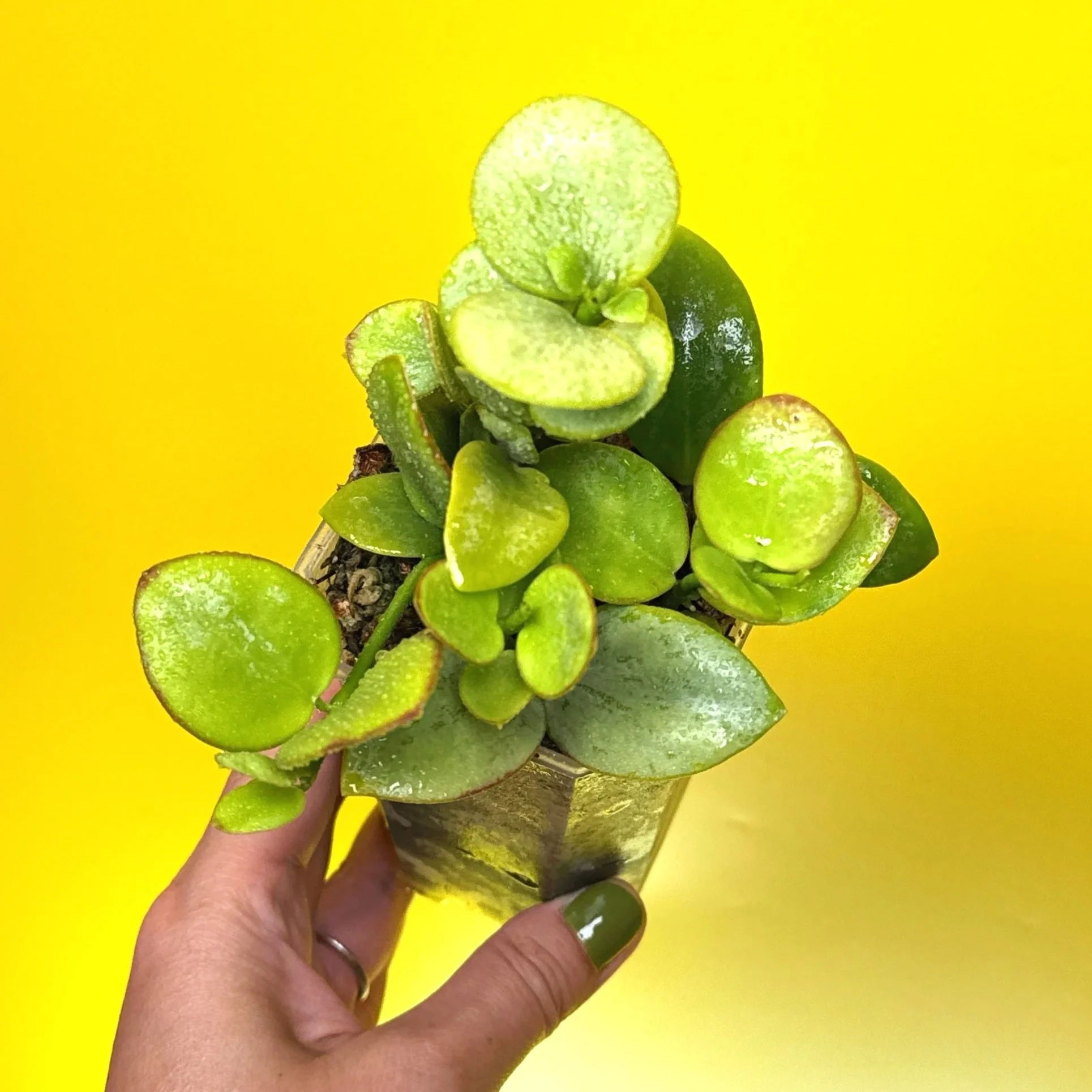 Hoya Collina in a small clear square pot for sale | Shop Rare Hoya Plants in Sydney, Australia | Melty Plants E-Store, Online