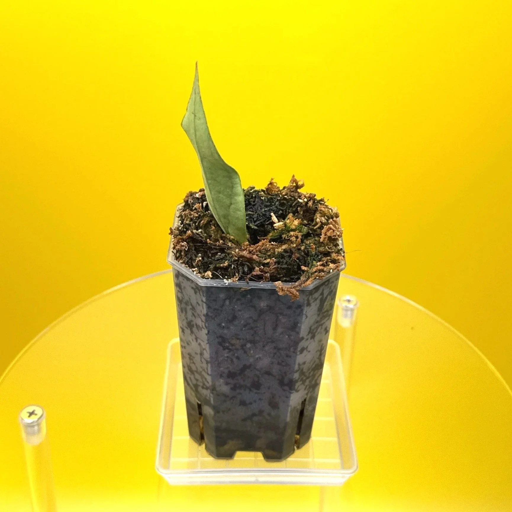 Hoya Sp. Germany Silver | Shop Rare Silver Hoya Houseplants from Sydney, Australia | Melty Plants E-Store Online